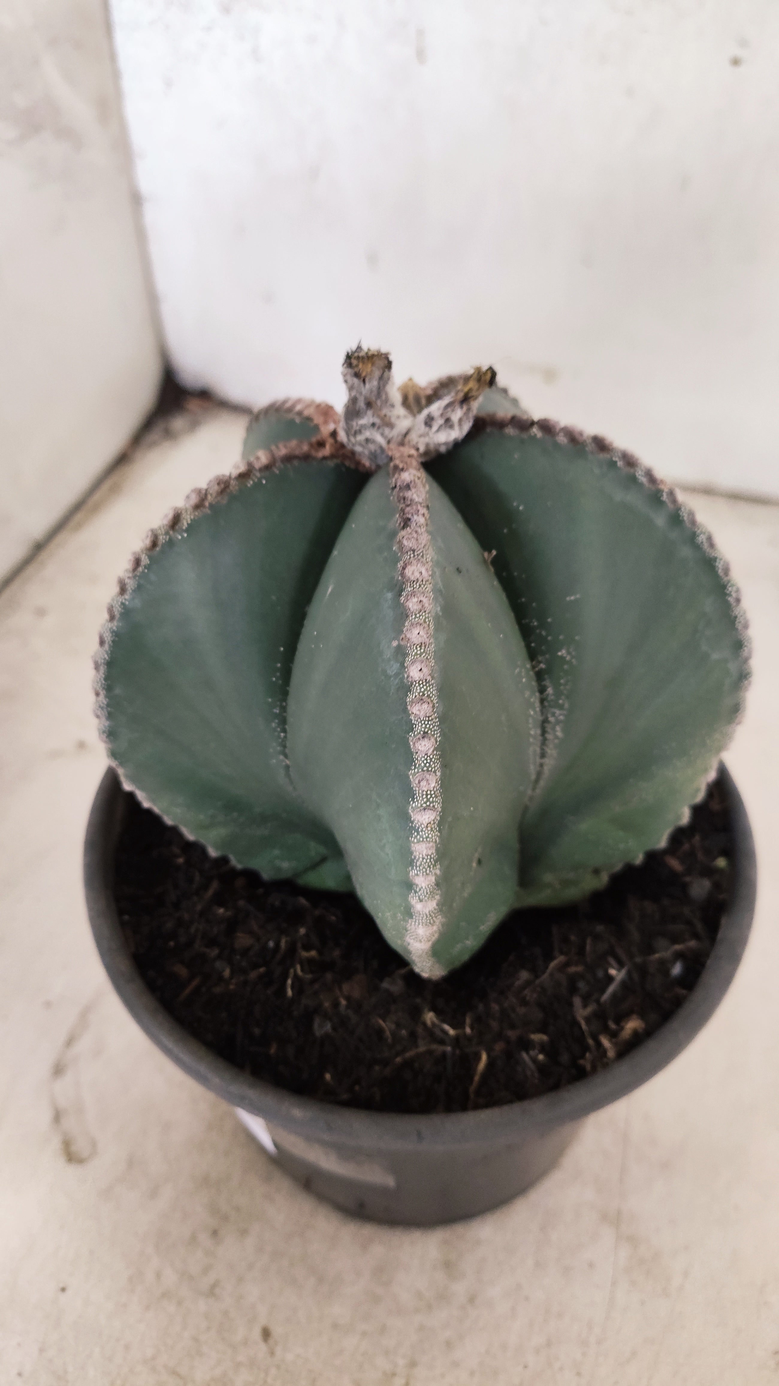 MATRIZ ASTROPHYTUM MYRIOSTIGMA "NUDUM" Nº 70 – vaso 15