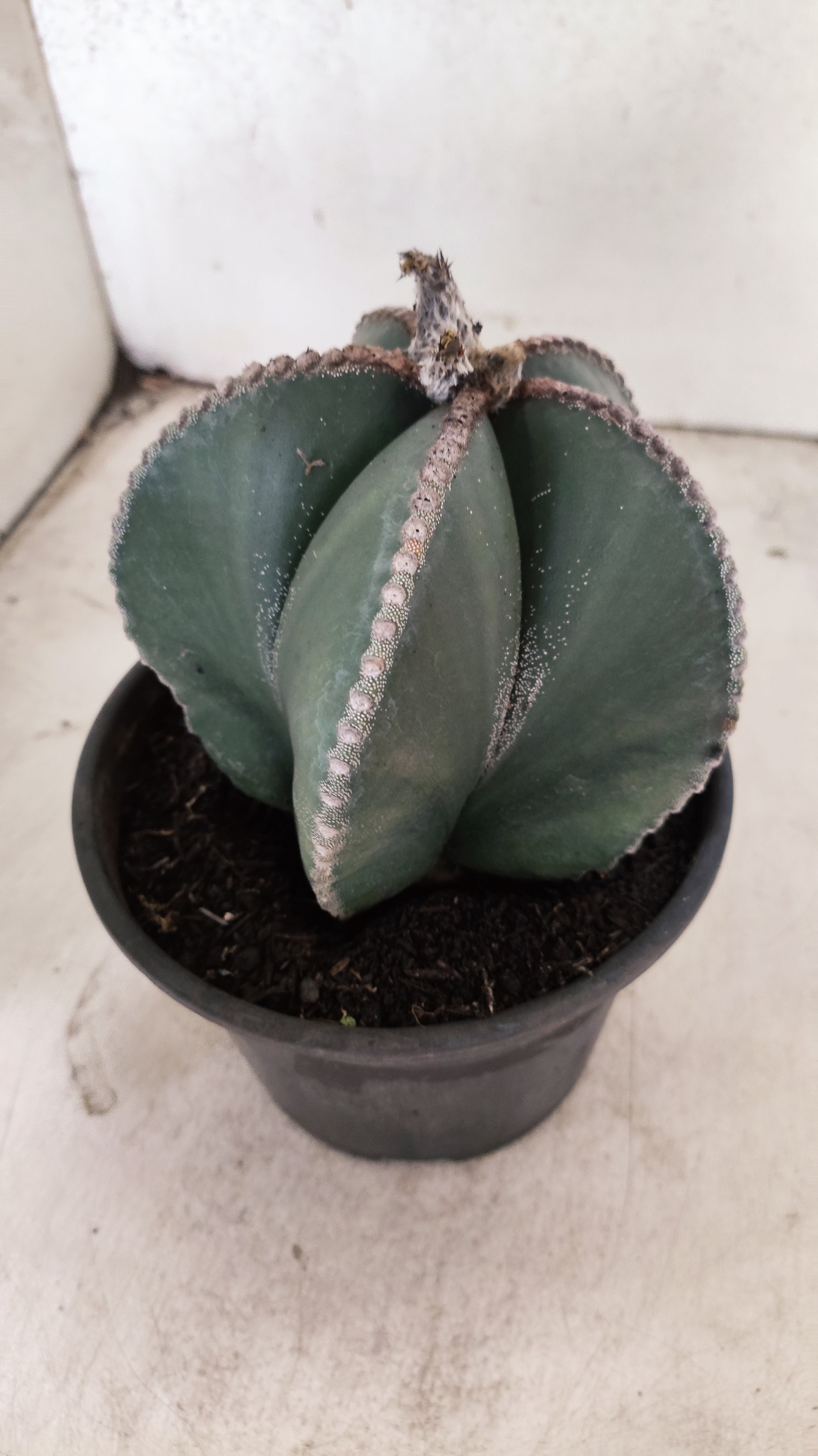 MATRIZ ASTROPHYTUM MYRIOSTIGMA "NUDUM" Nº 70 – vaso 15