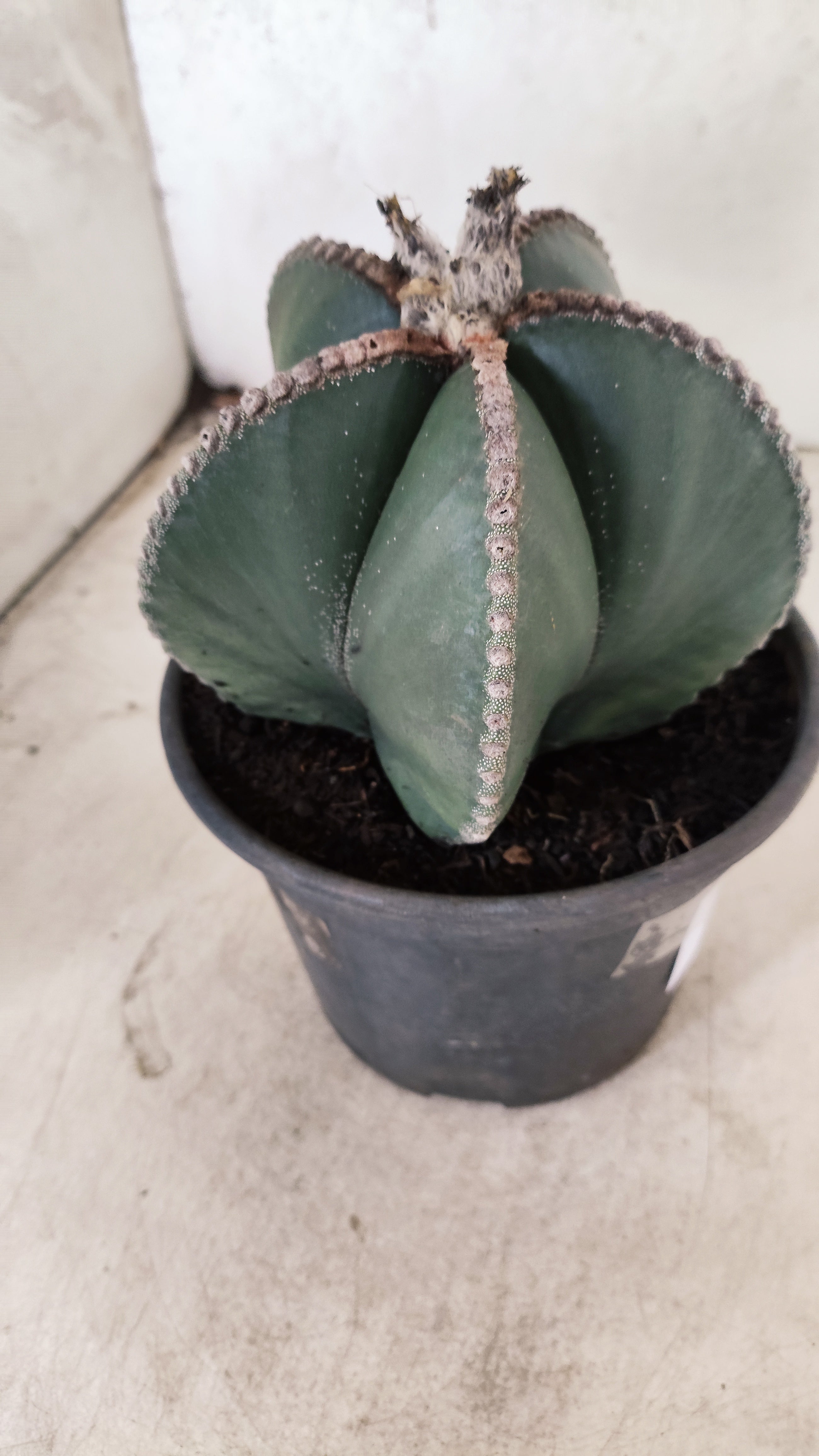 MATRIZ ASTROPHYTUM MYRIOSTIGMA "NUDUM" Nº 70 – vaso 15