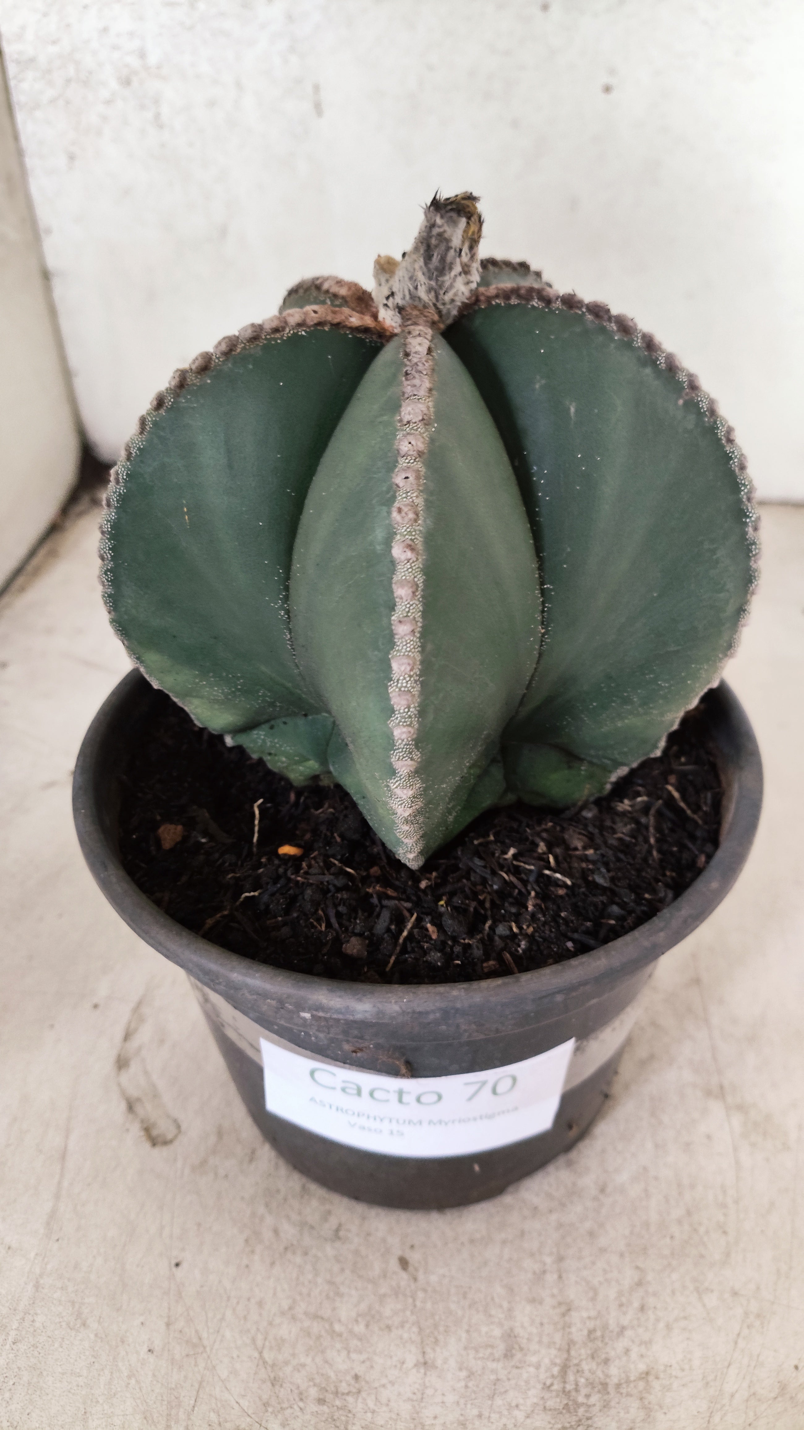 MATRIZ ASTROPHYTUM MYRIOSTIGMA "NUDUM" Nº 70 – vaso 15