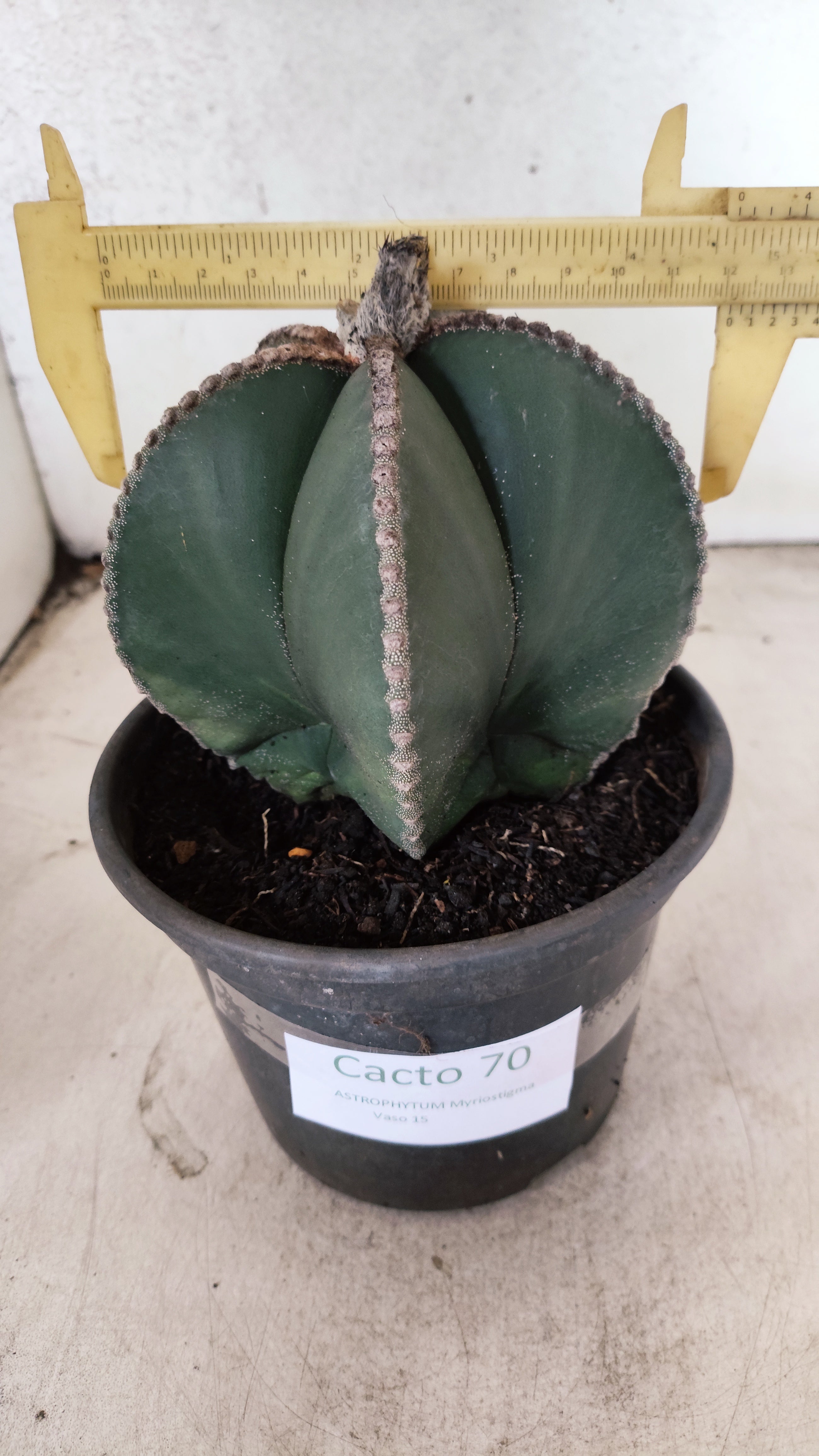 MATRIZ ASTROPHYTUM MYRIOSTIGMA "NUDUM" Nº 70 – vaso 15