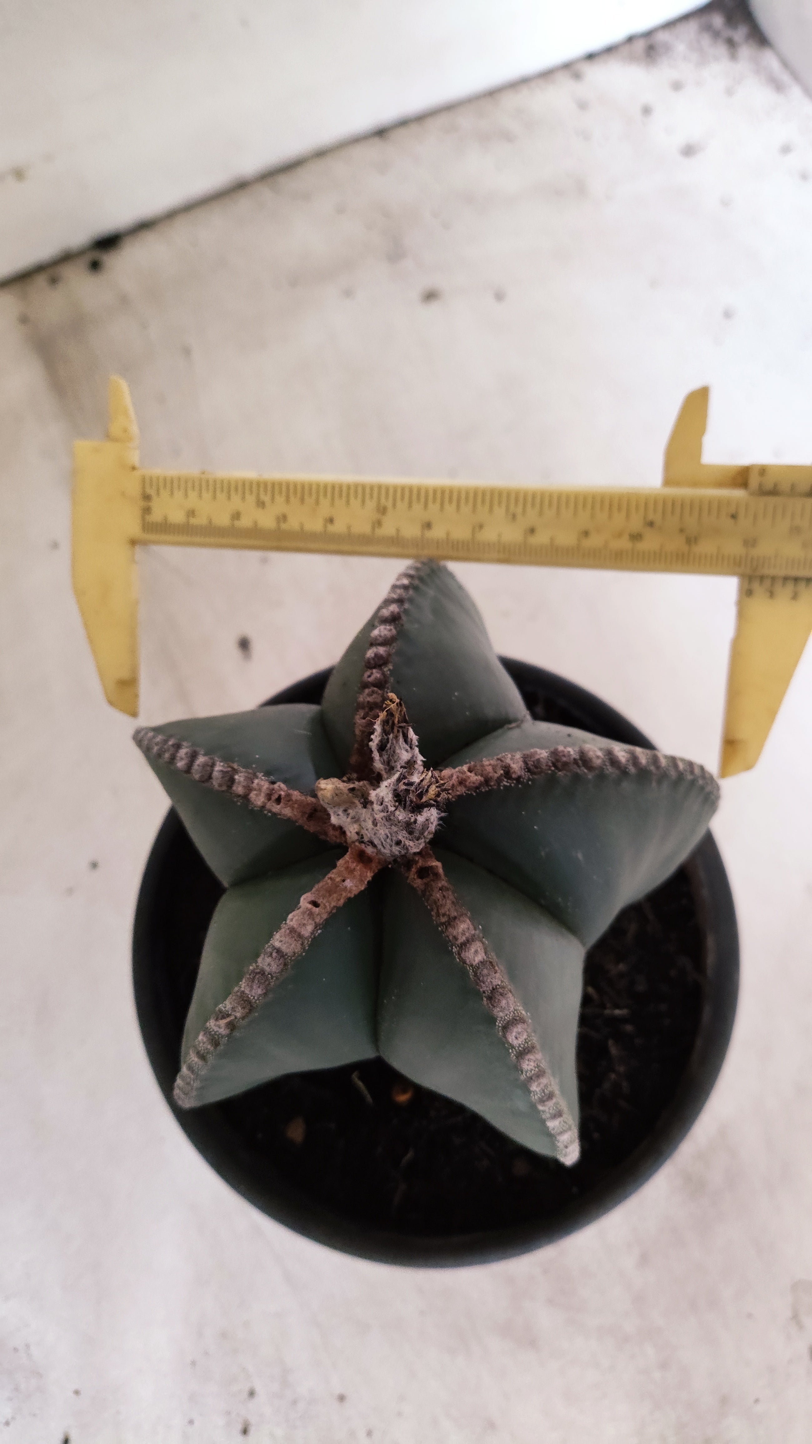 MATRIZ ASTROPHYTUM MYRIOSTIGMA "NUDUM" Nº 70 – vaso 15