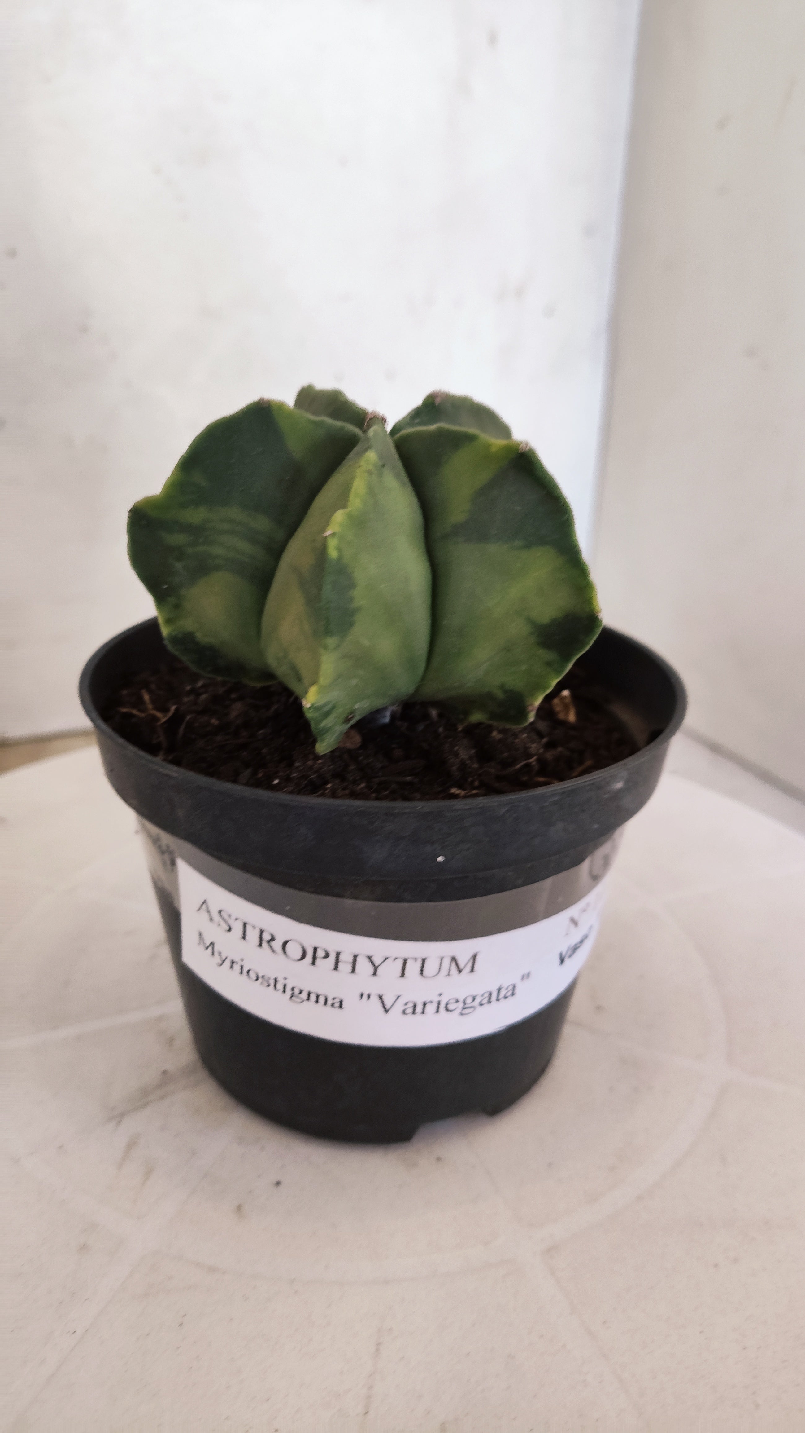 MATRIZ ASTROPHYTUM Myriostigma "Variegata" Nº 1114 – vaso 11