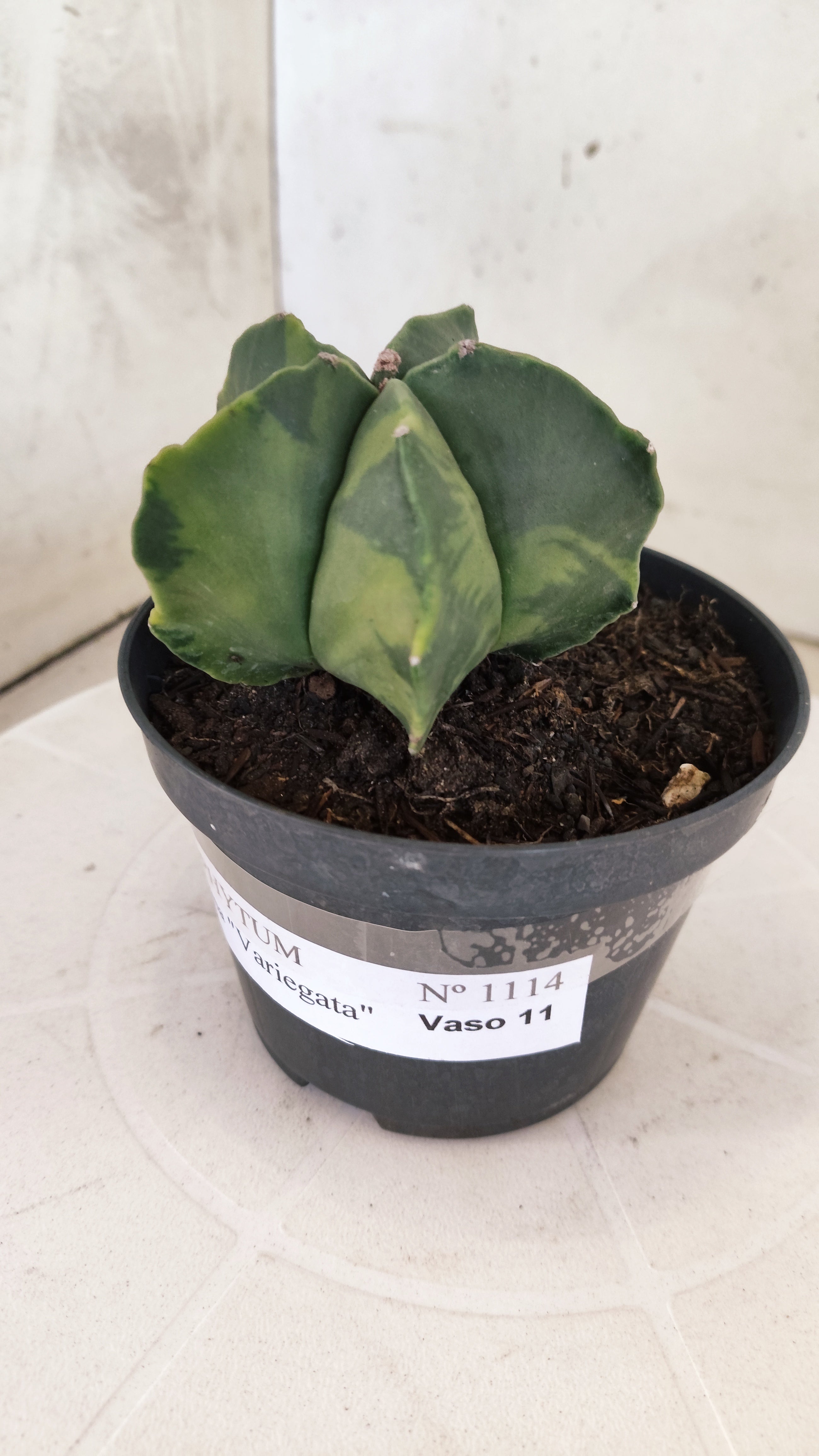 MATRIZ ASTROPHYTUM Myriostigma "Variegata" Nº 1114 – vaso 11