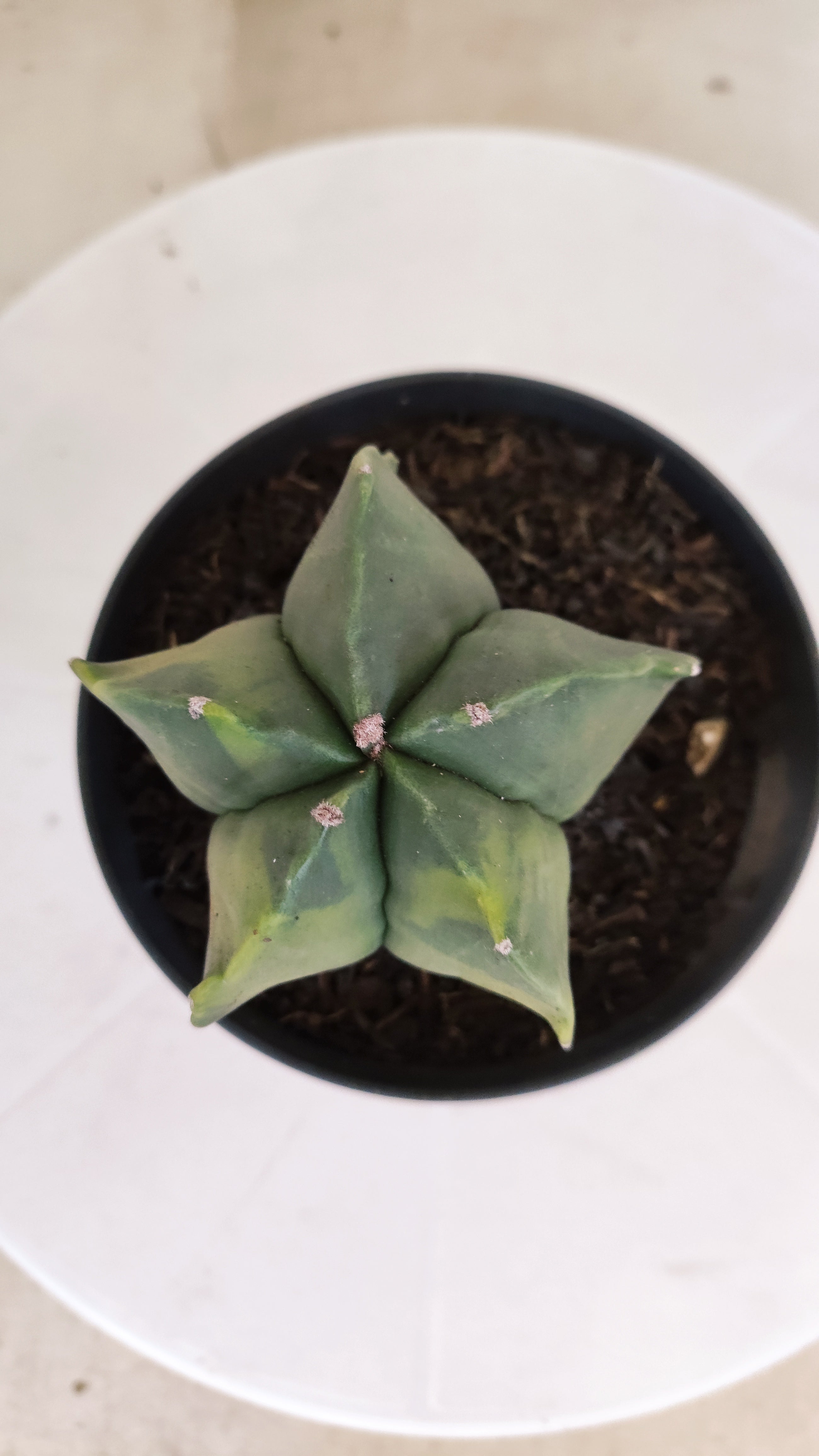 MATRIZ ASTROPHYTUM Myriostigma "Variegata" Nº 1114 – vaso 11