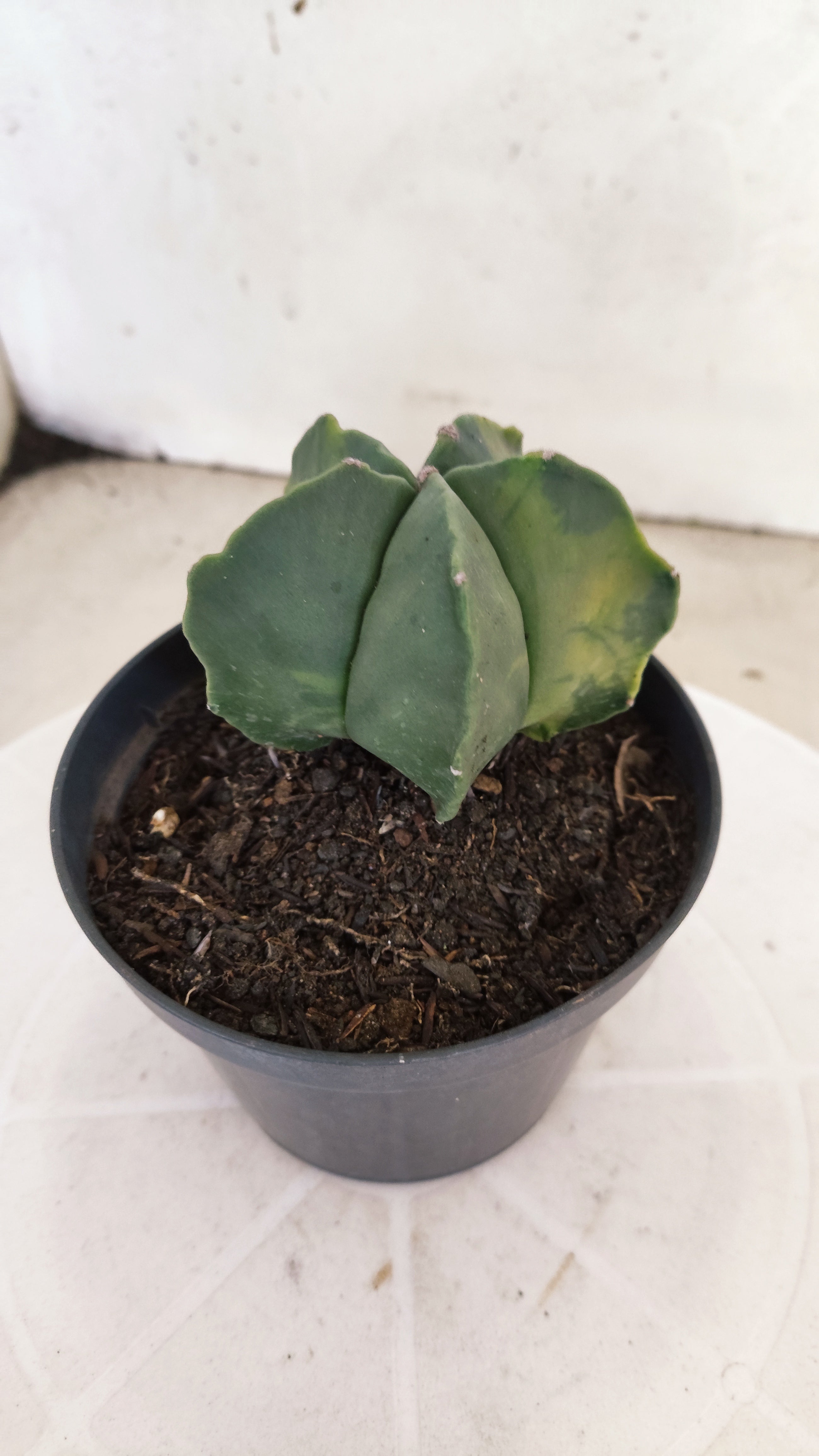 MATRIZ ASTROPHYTUM Myriostigma "Variegata" Nº 1114 – vaso 11