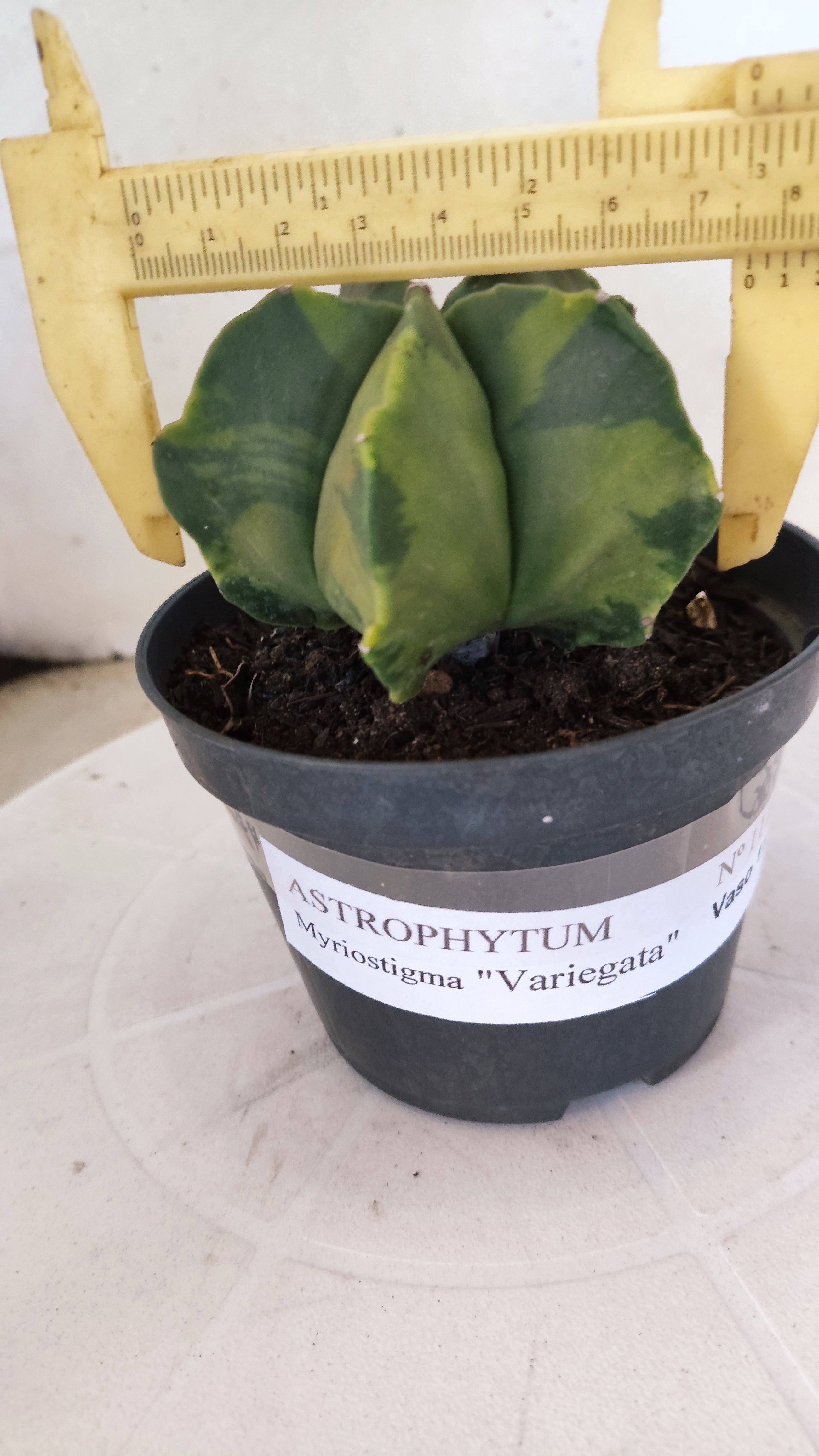 MATRIZ ASTROPHYTUM Myriostigma "Variegata" Nº 1114 – vaso 11