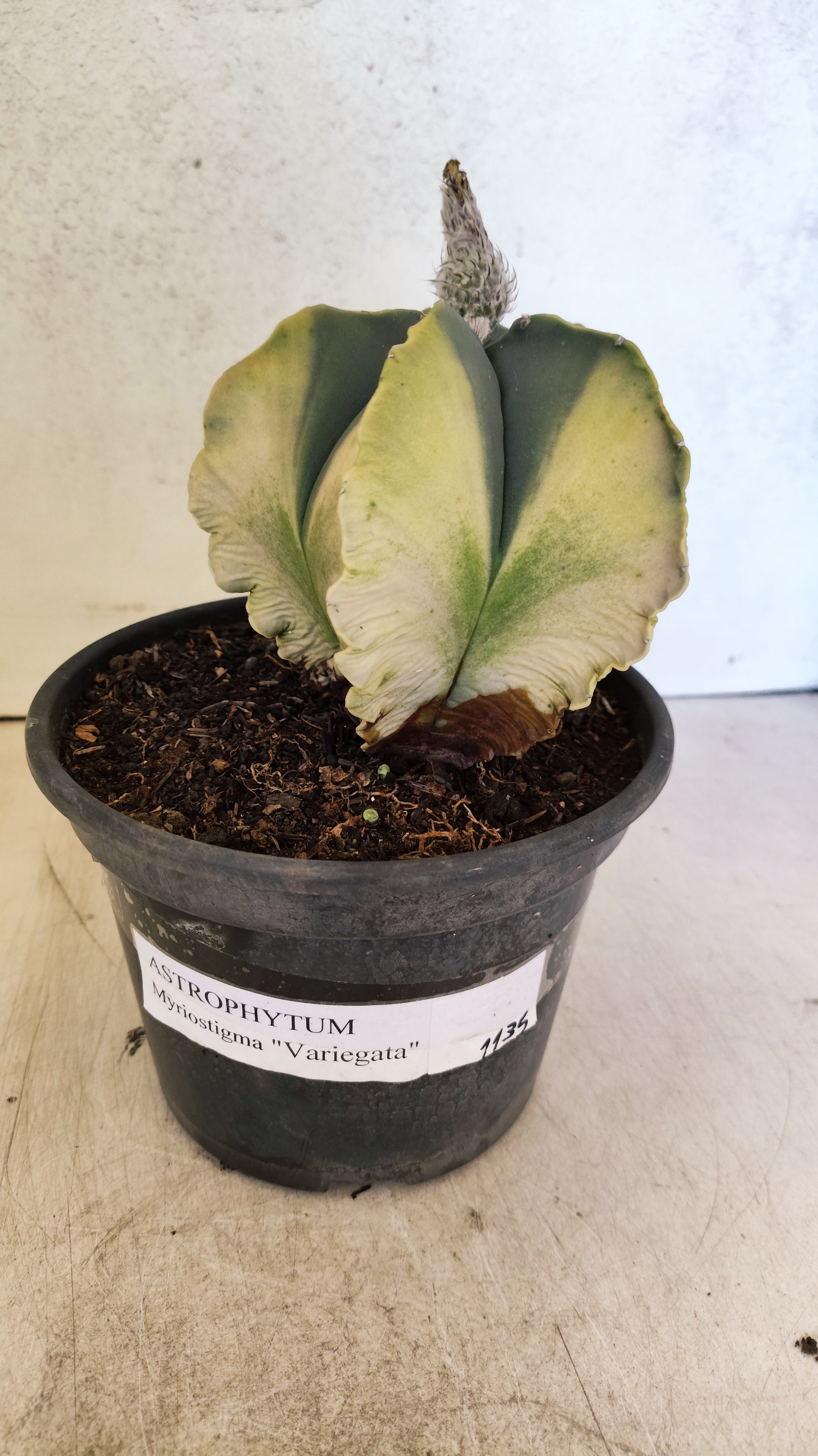 MATRIZ ASTROPHYTUM Myriostigma "Variegata" Nº 1135 – vaso 15