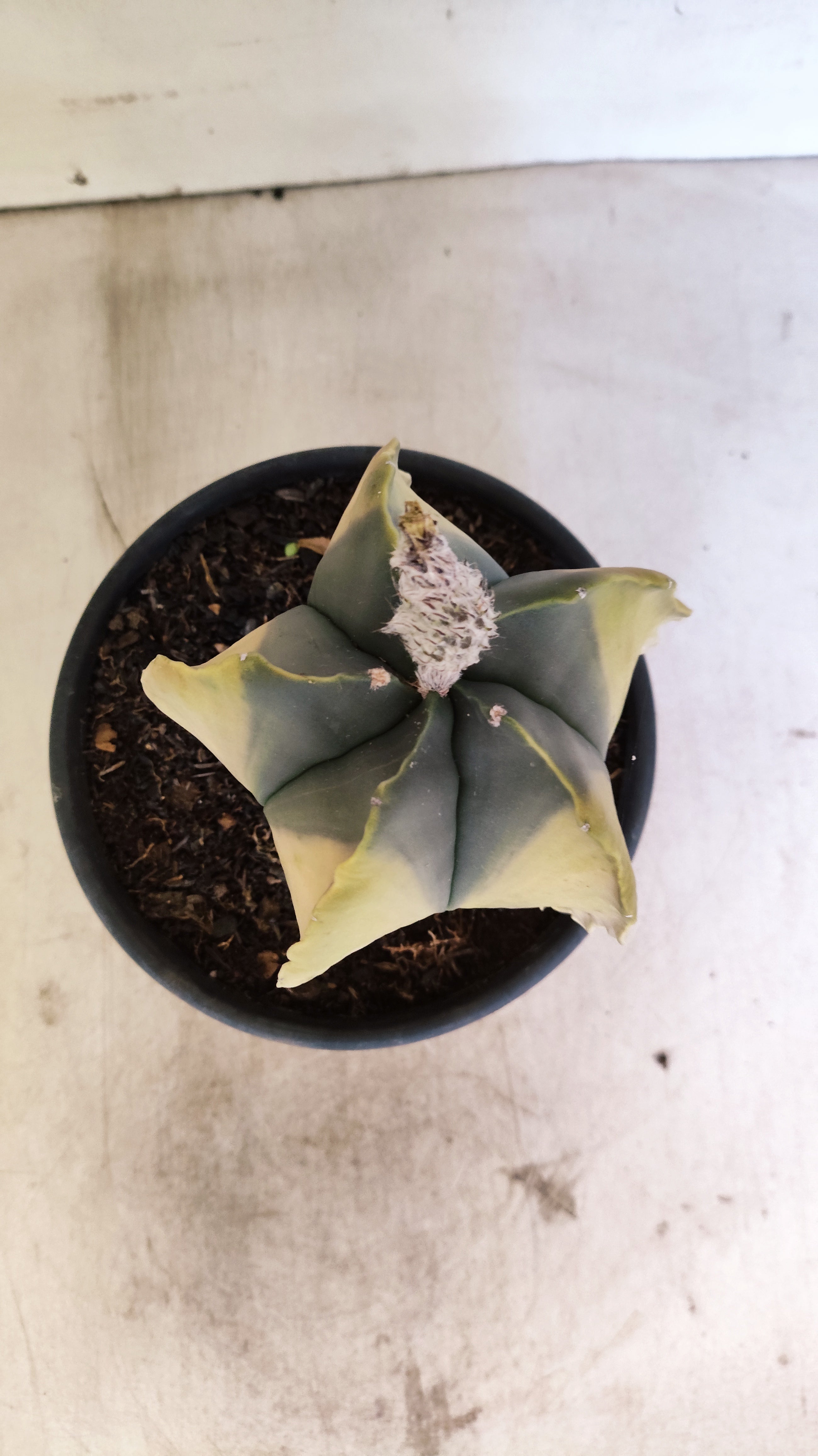 MATRIZ ASTROPHYTUM Myriostigma "Variegata" Nº 1135 – vaso 15