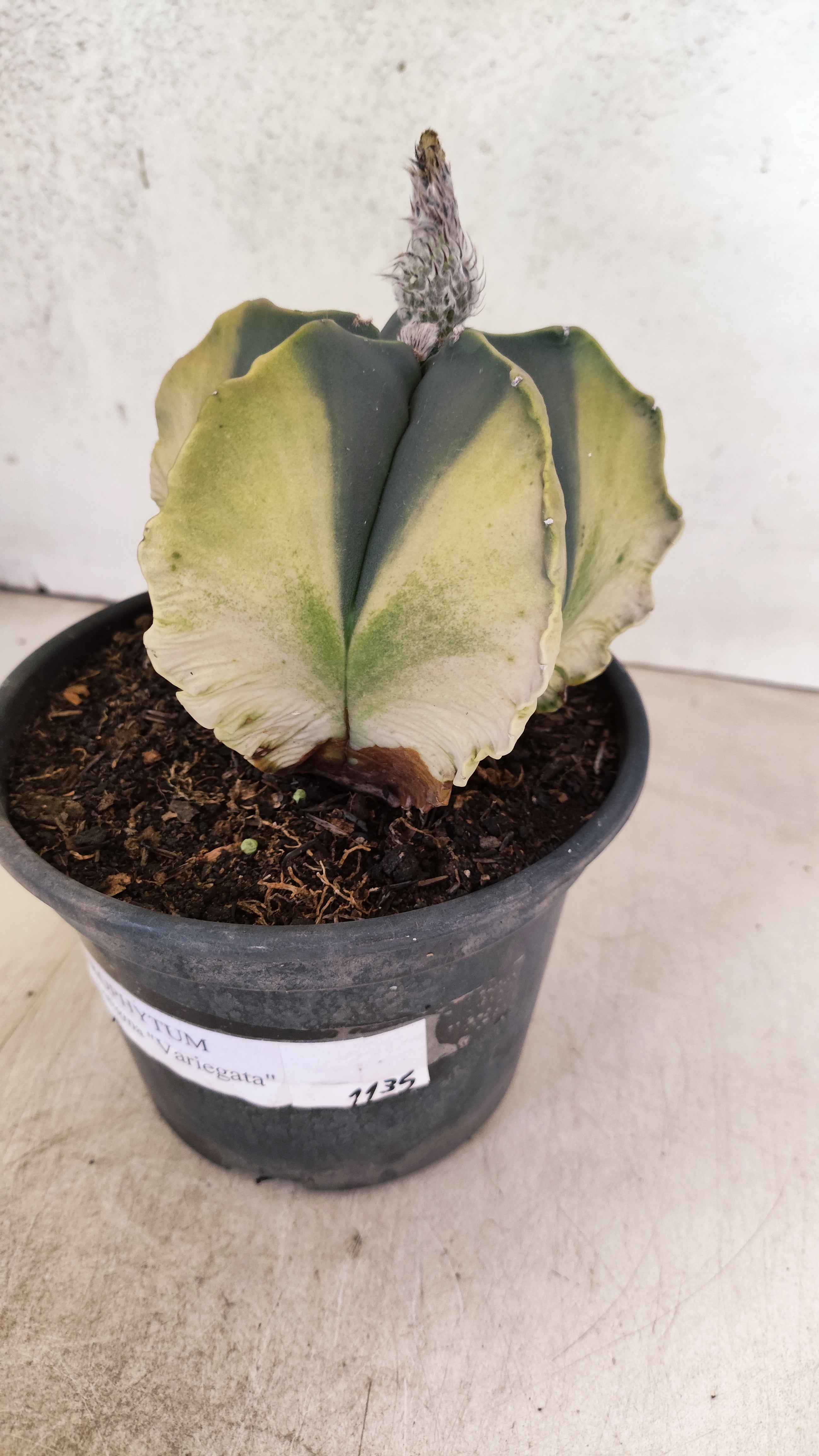 MATRIZ ASTROPHYTUM Myriostigma "Variegata" Nº 1135 – vaso 15