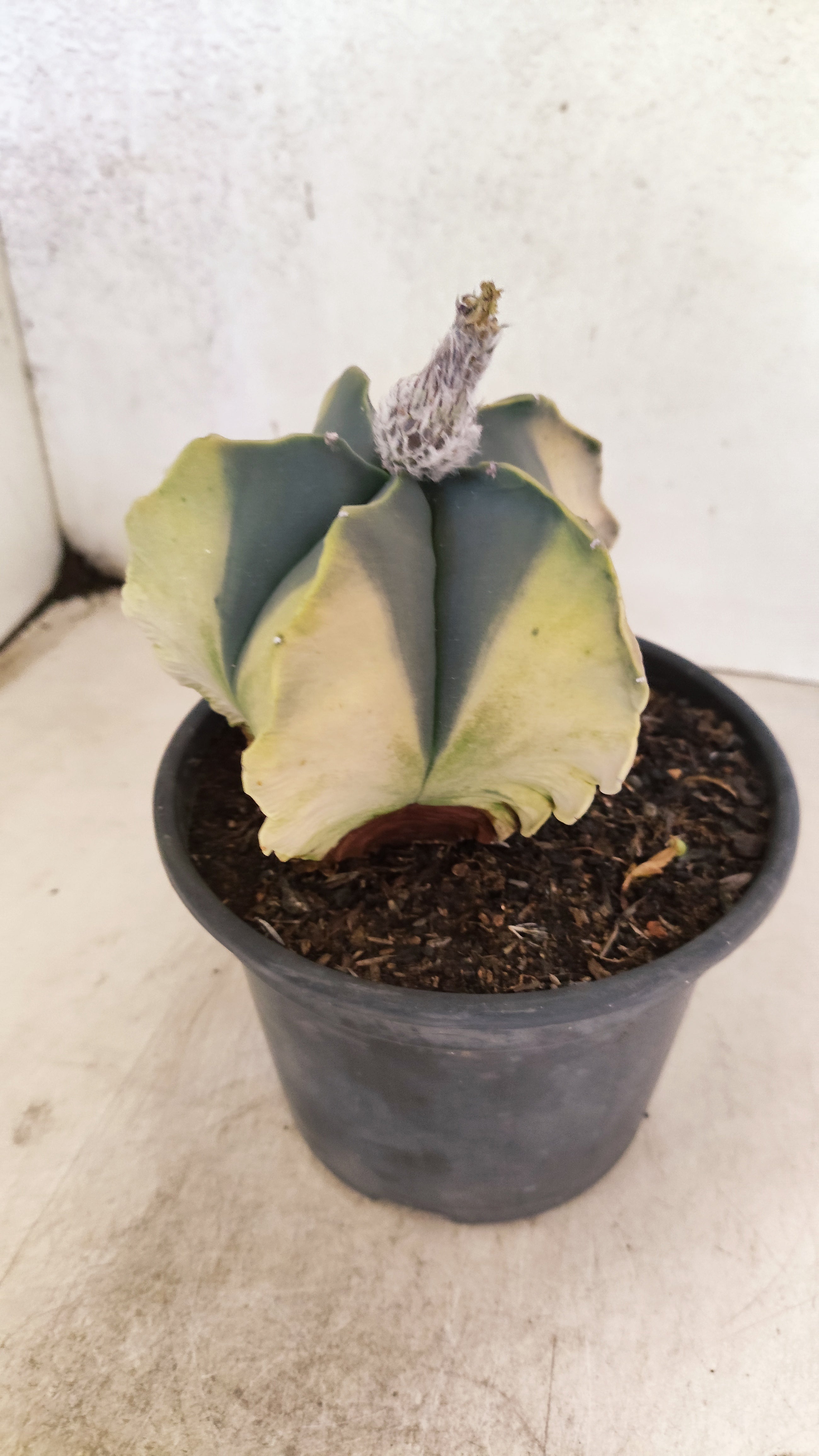 MATRIZ ASTROPHYTUM Myriostigma "Variegata" Nº 1135 – vaso 15