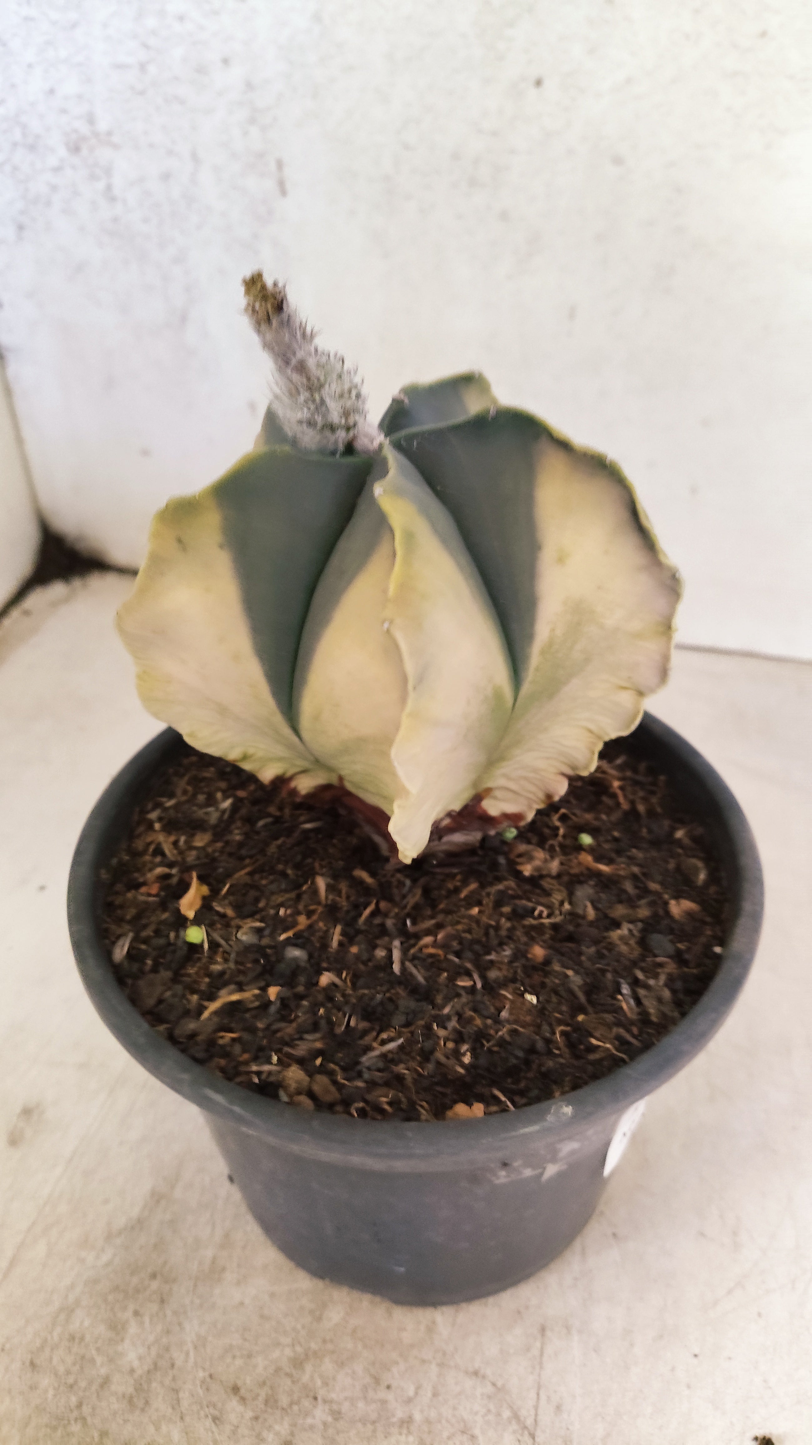 MATRIZ ASTROPHYTUM Myriostigma "Variegata" Nº 1135 – vaso 15