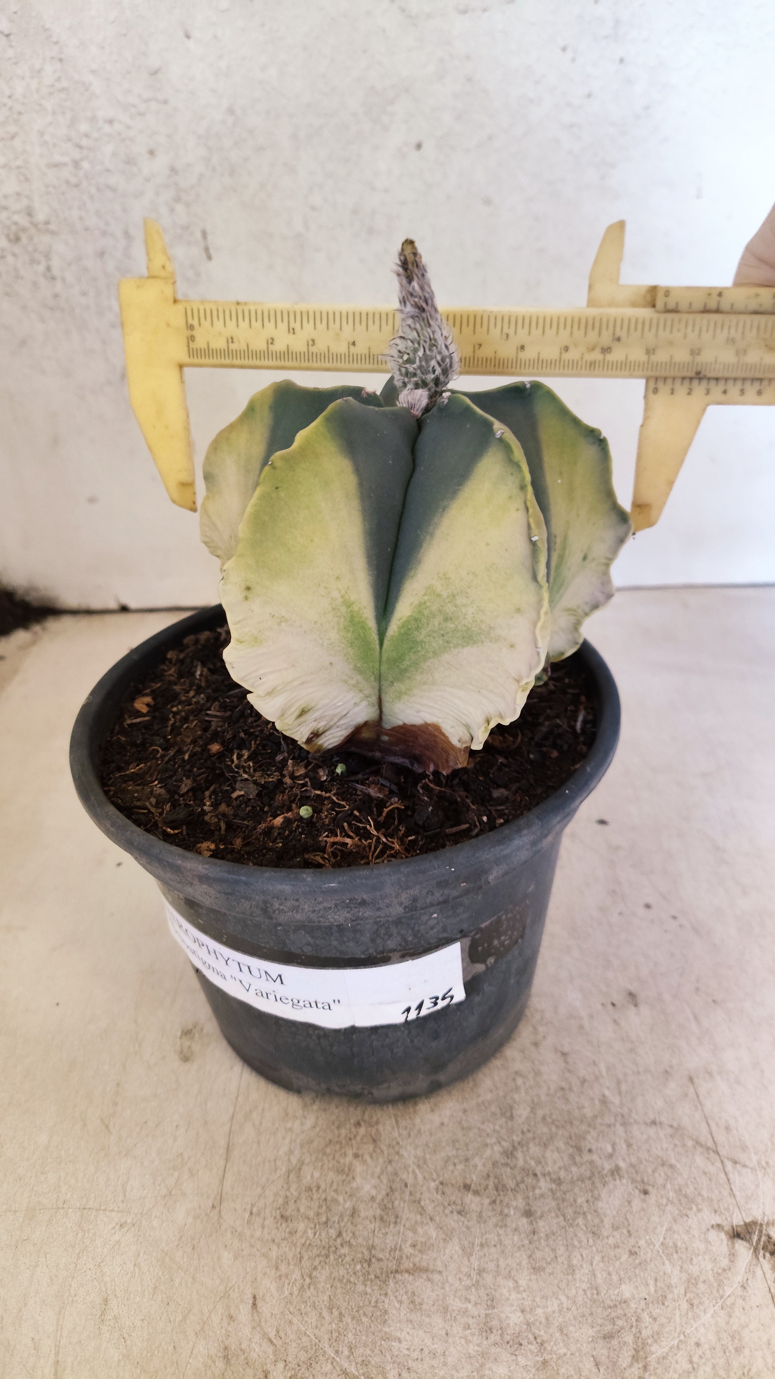 MATRIZ ASTROPHYTUM Myriostigma "Variegata" Nº 1135 – vaso 15