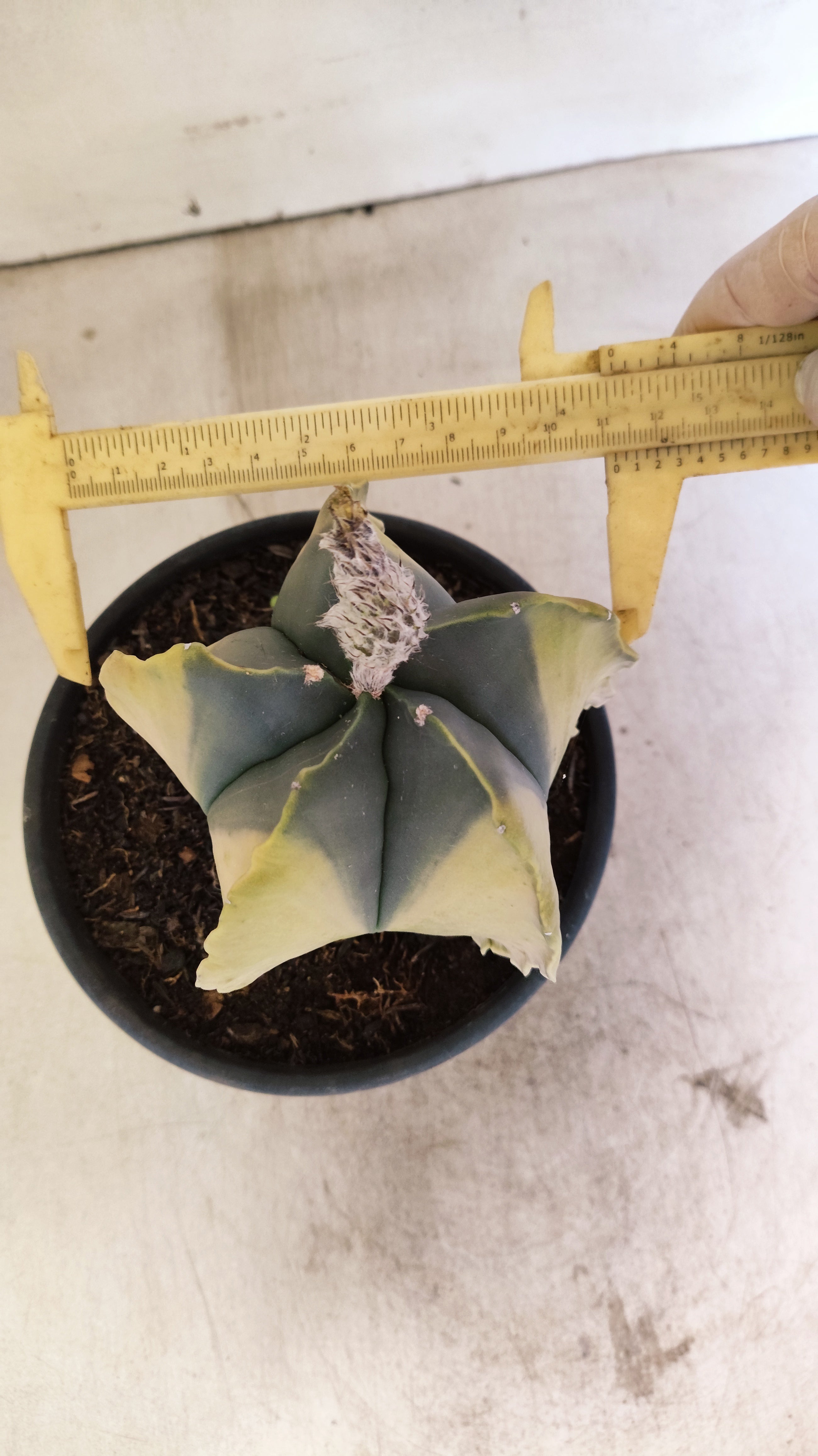 MATRIZ ASTROPHYTUM Myriostigma "Variegata" Nº 1135 – vaso 15