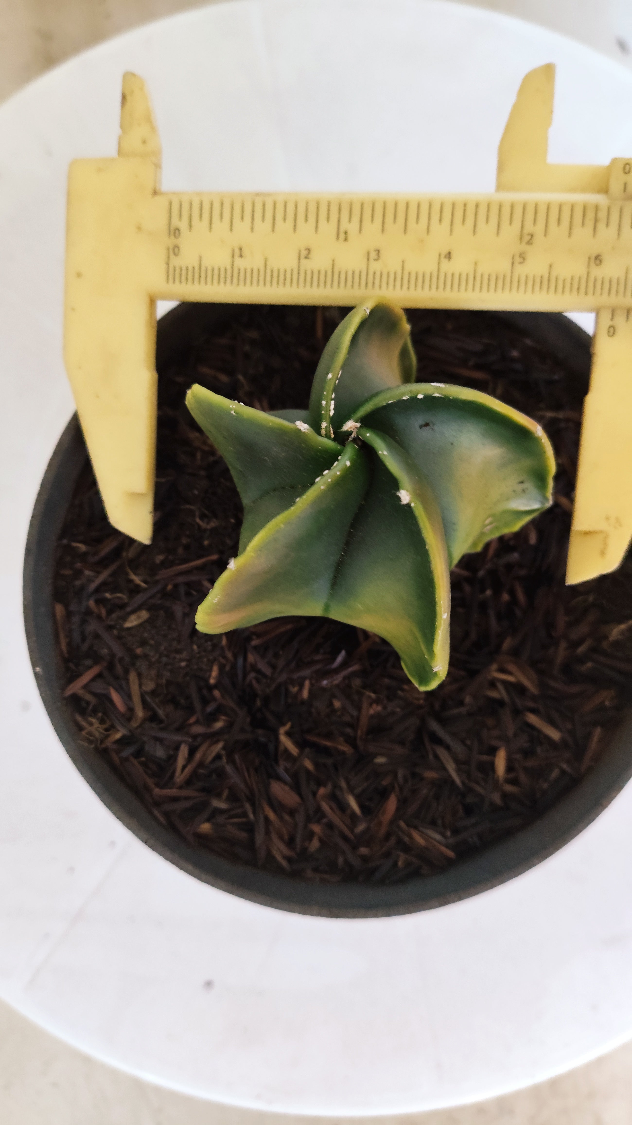MATRIZ ASTROPHYTUM Myriostigma "Variegata"  Nº  1235 – vaso 11