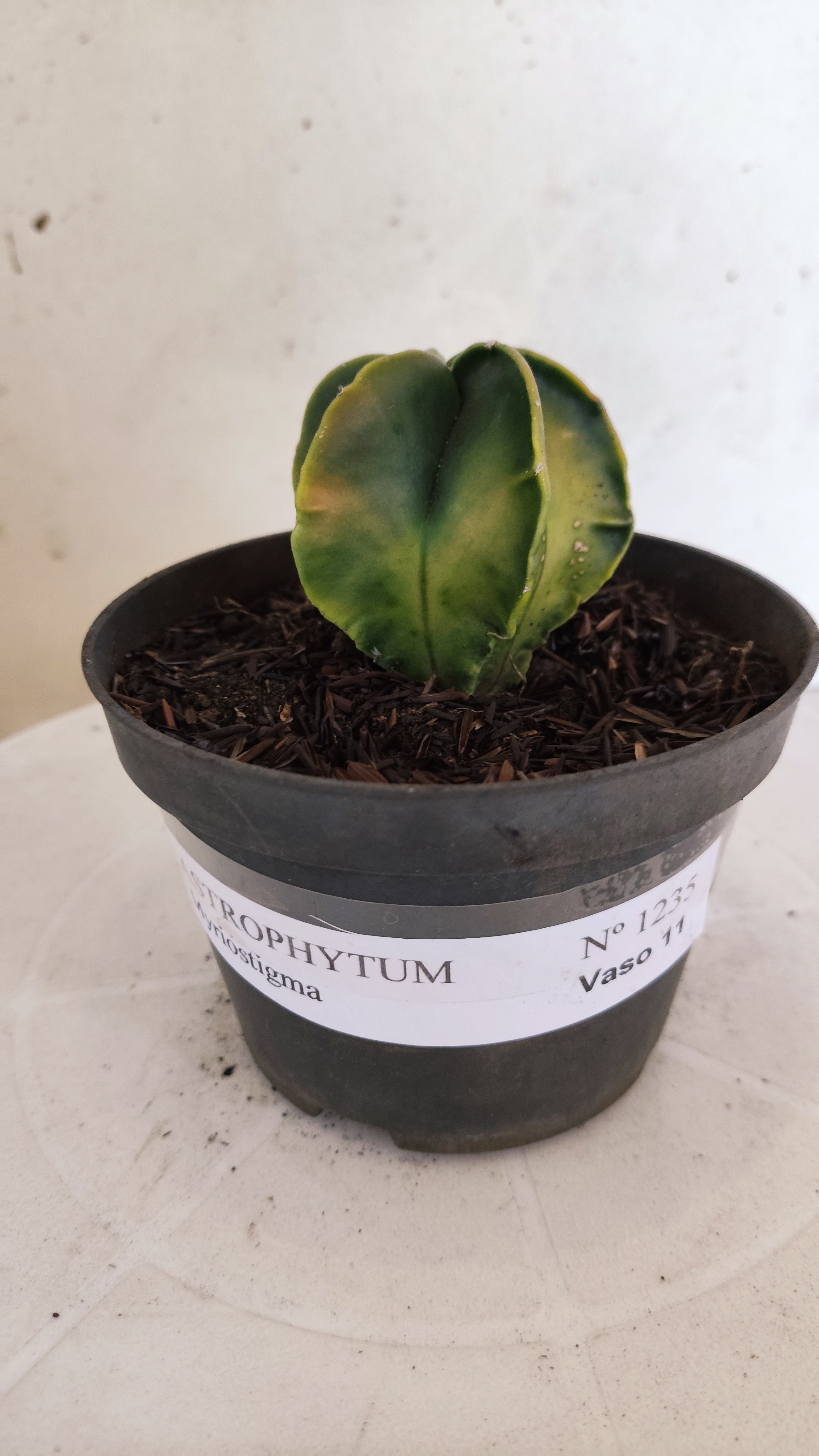 MATRIZ ASTROPHYTUM Myriostigma "Variegata"  Nº  1235 – vaso 11