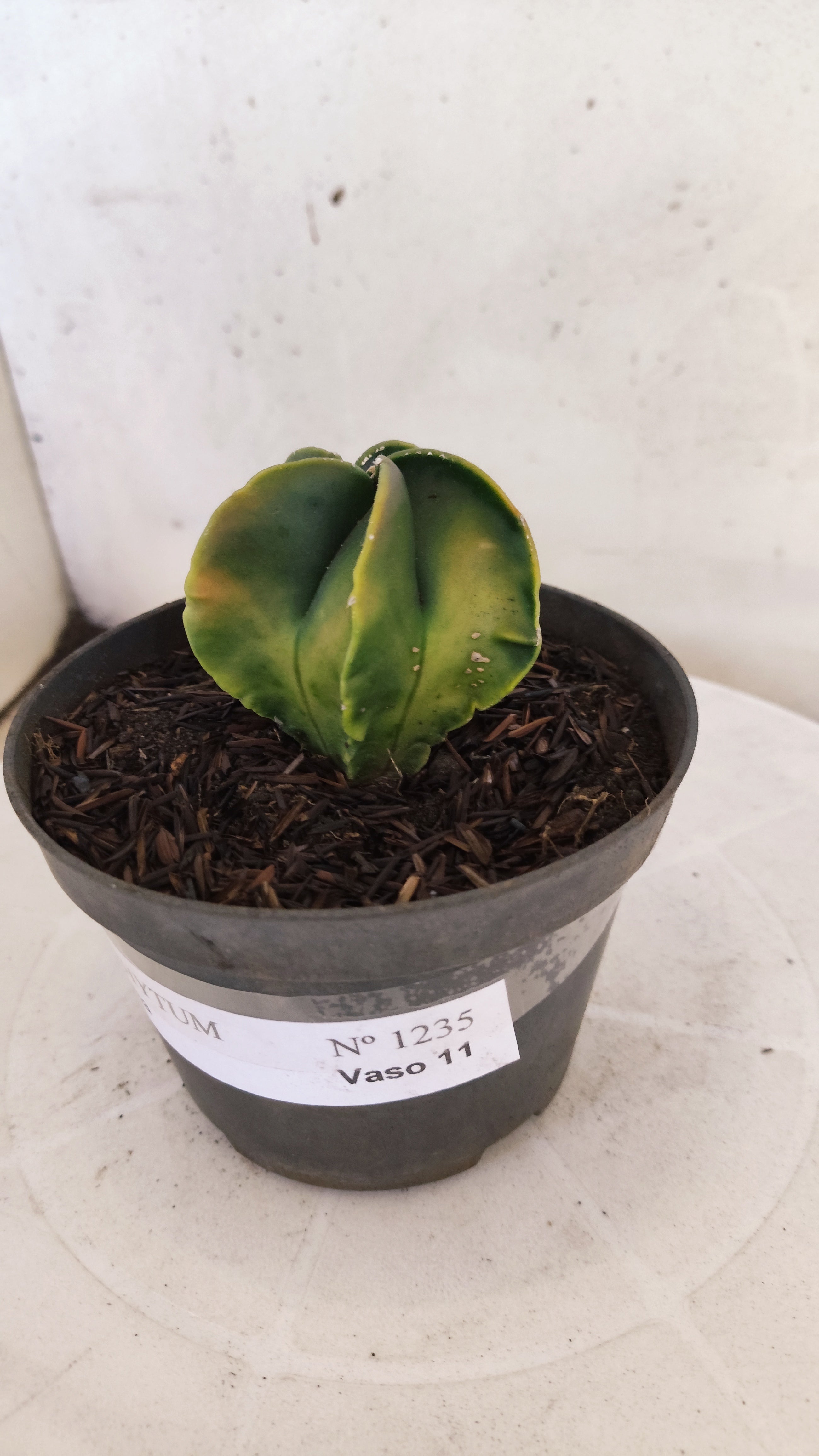 MATRIZ ASTROPHYTUM Myriostigma "Variegata"  Nº  1235 – vaso 11