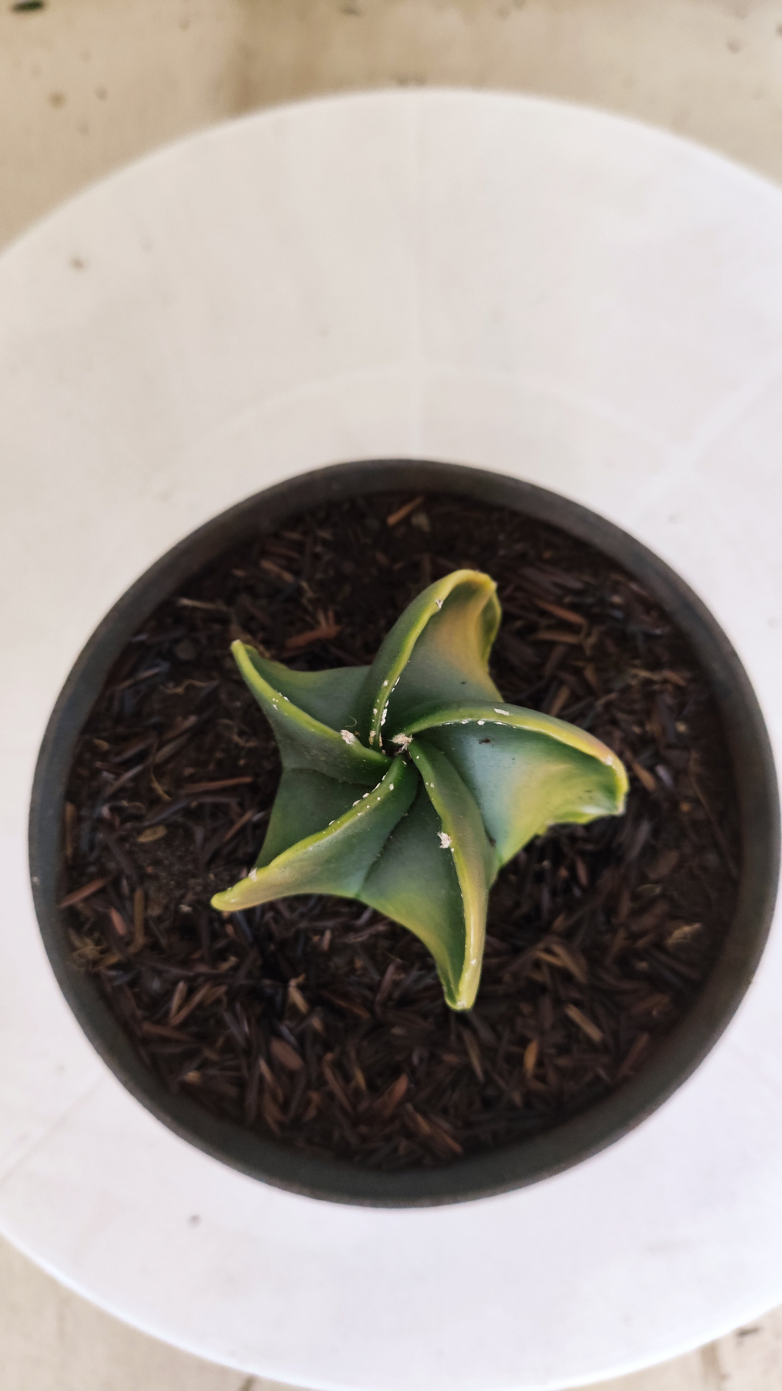 MATRIZ ASTROPHYTUM Myriostigma "Variegata"  Nº  1235 – vaso 11
