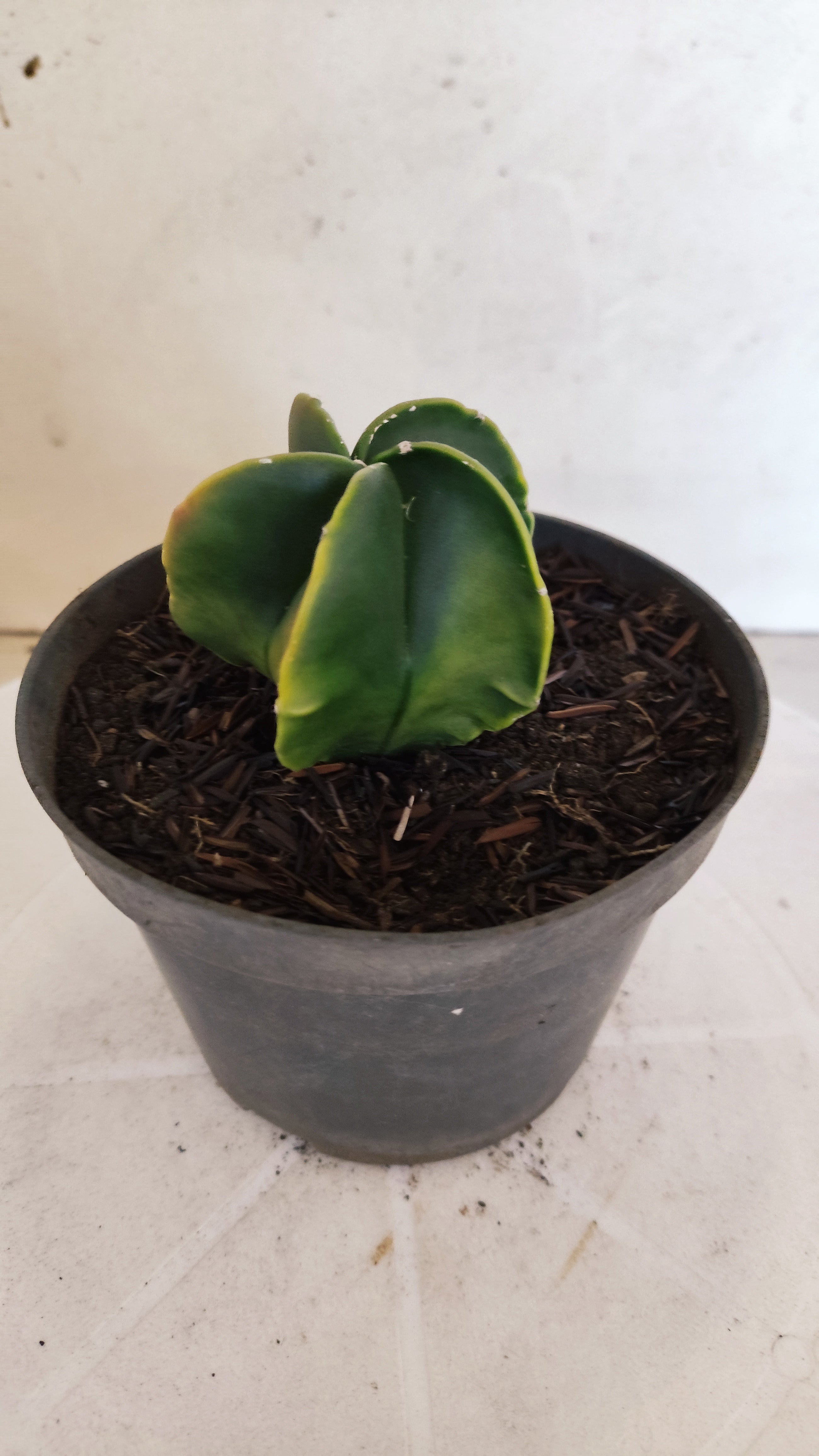 MATRIZ ASTROPHYTUM Myriostigma "Variegata"  Nº  1235 – vaso 11