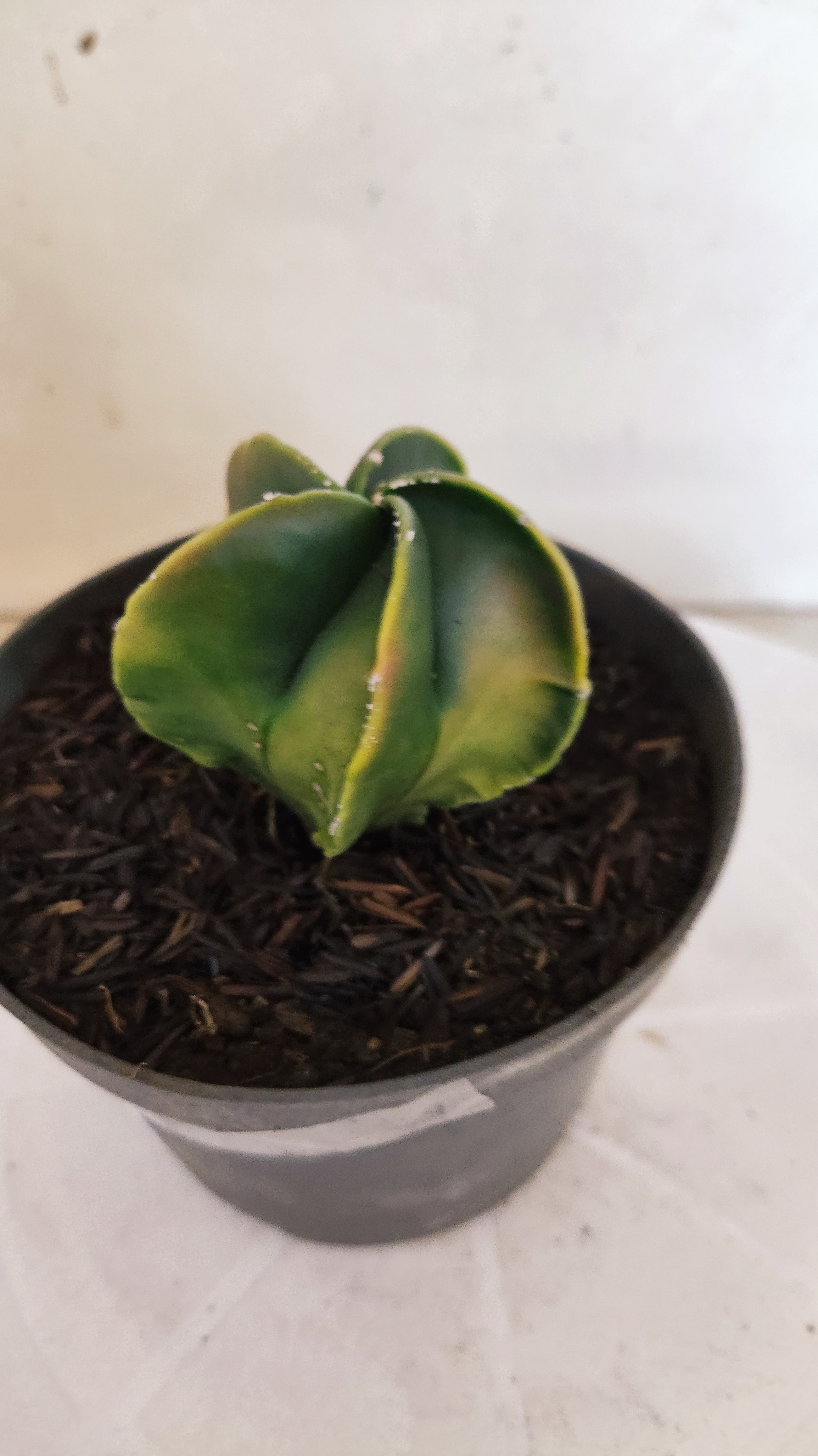 MATRIZ ASTROPHYTUM Myriostigma "Variegata"  Nº  1235 – vaso 11