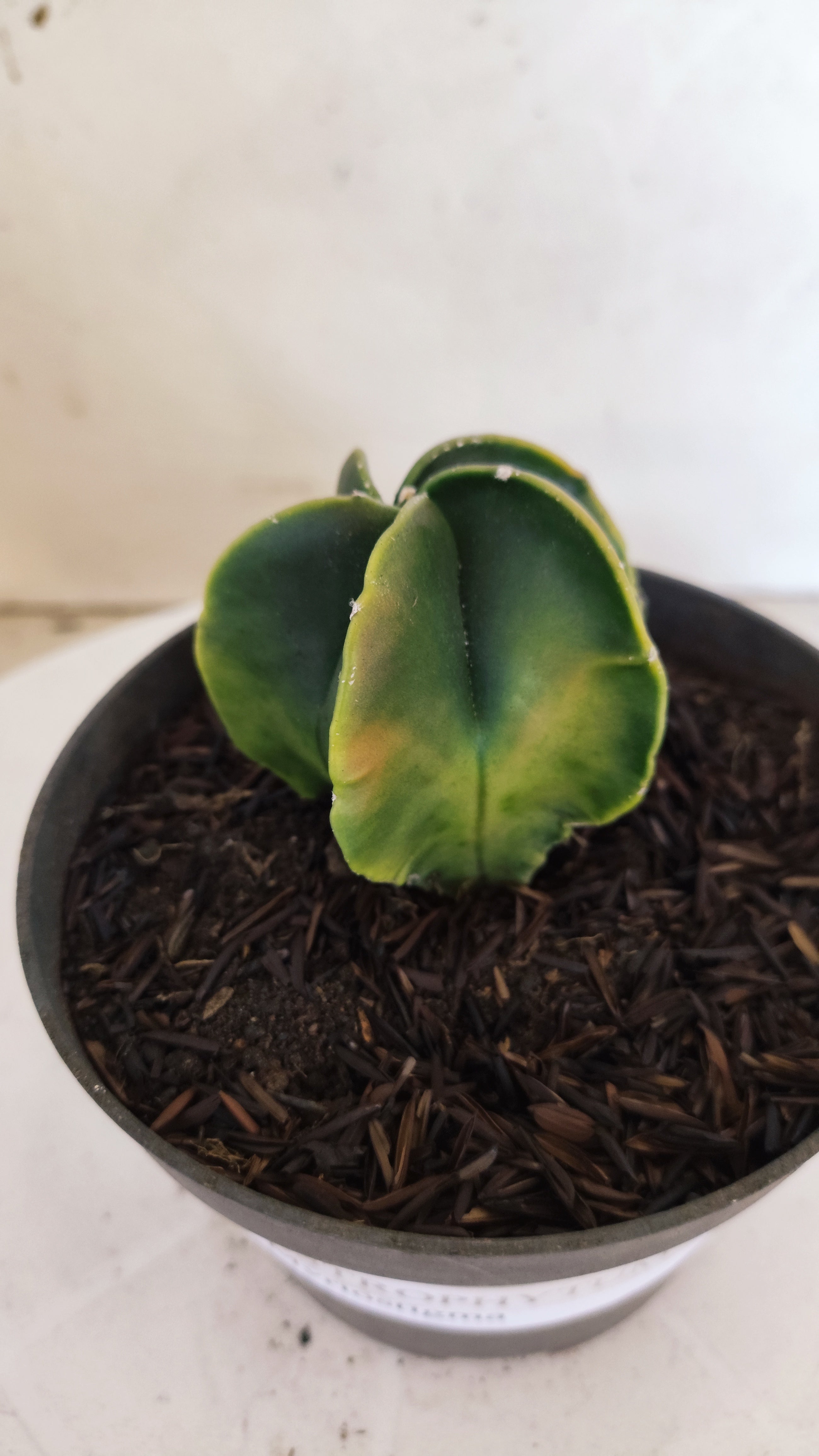 MATRIZ ASTROPHYTUM Myriostigma "Variegata"  Nº  1235 – vaso 11