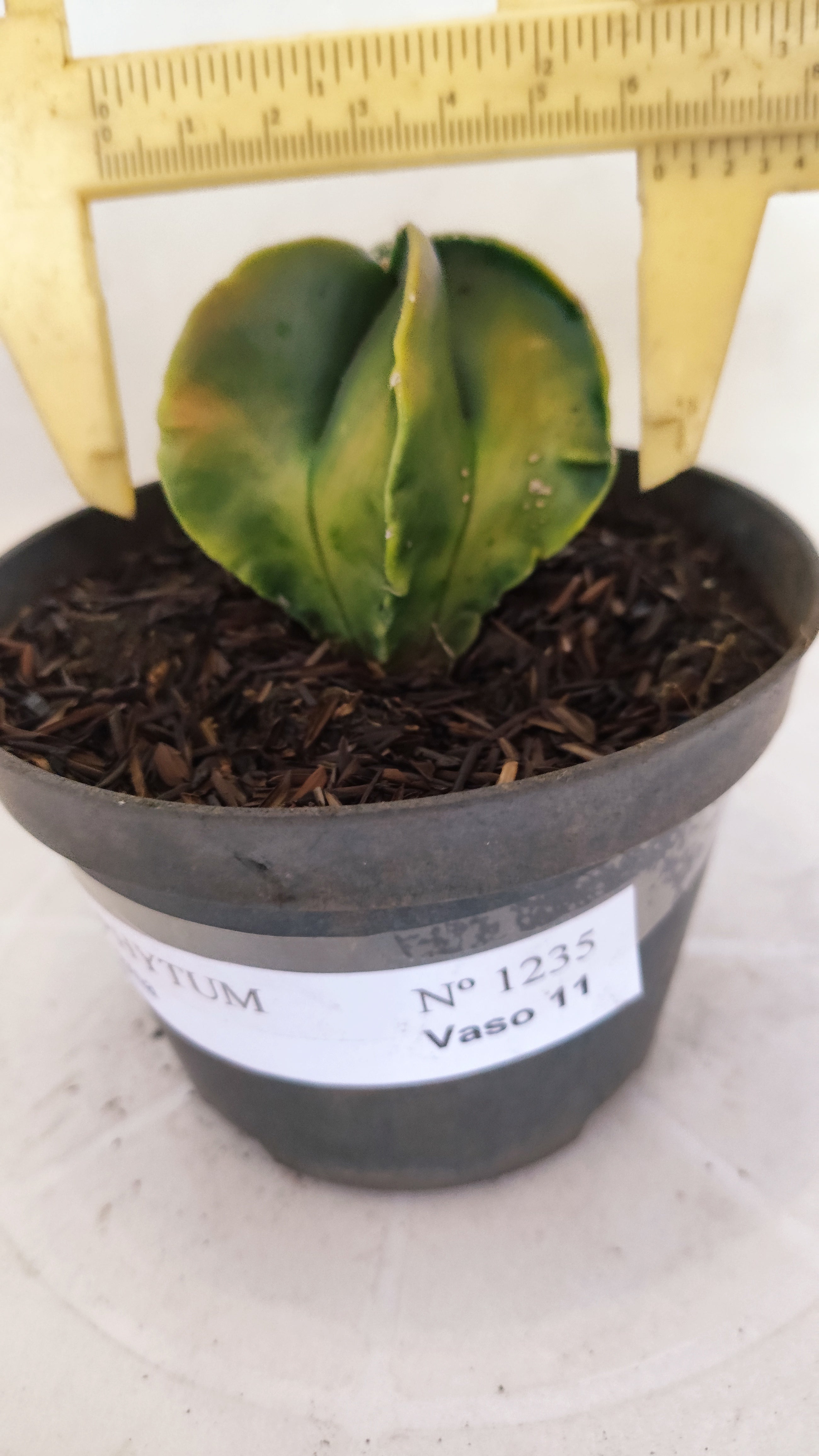 MATRIZ ASTROPHYTUM Myriostigma "Variegata"  Nº  1235 – vaso 11