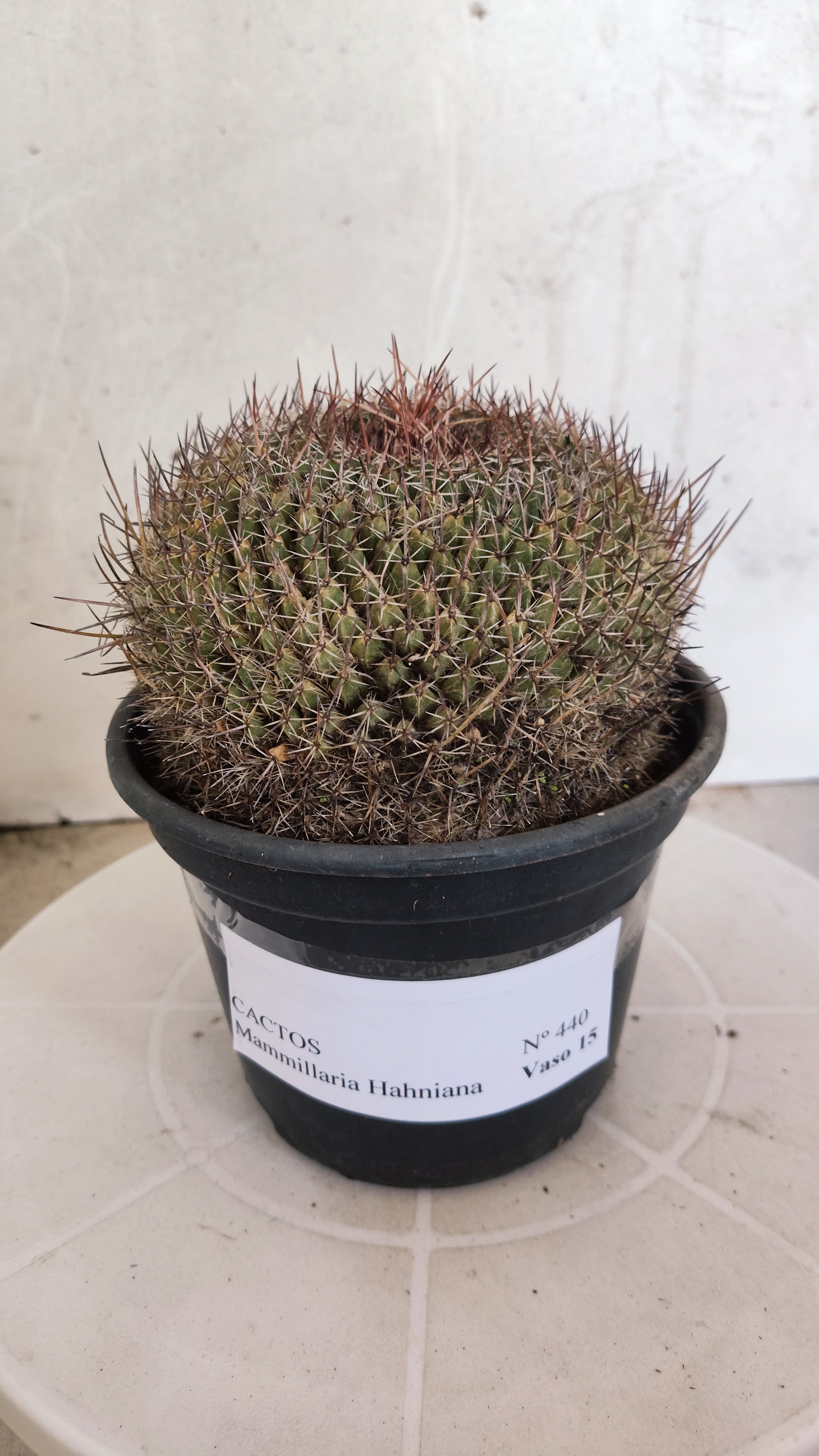 CACTOS Mammillaria Hahniana  Nº 440 – vaso 15