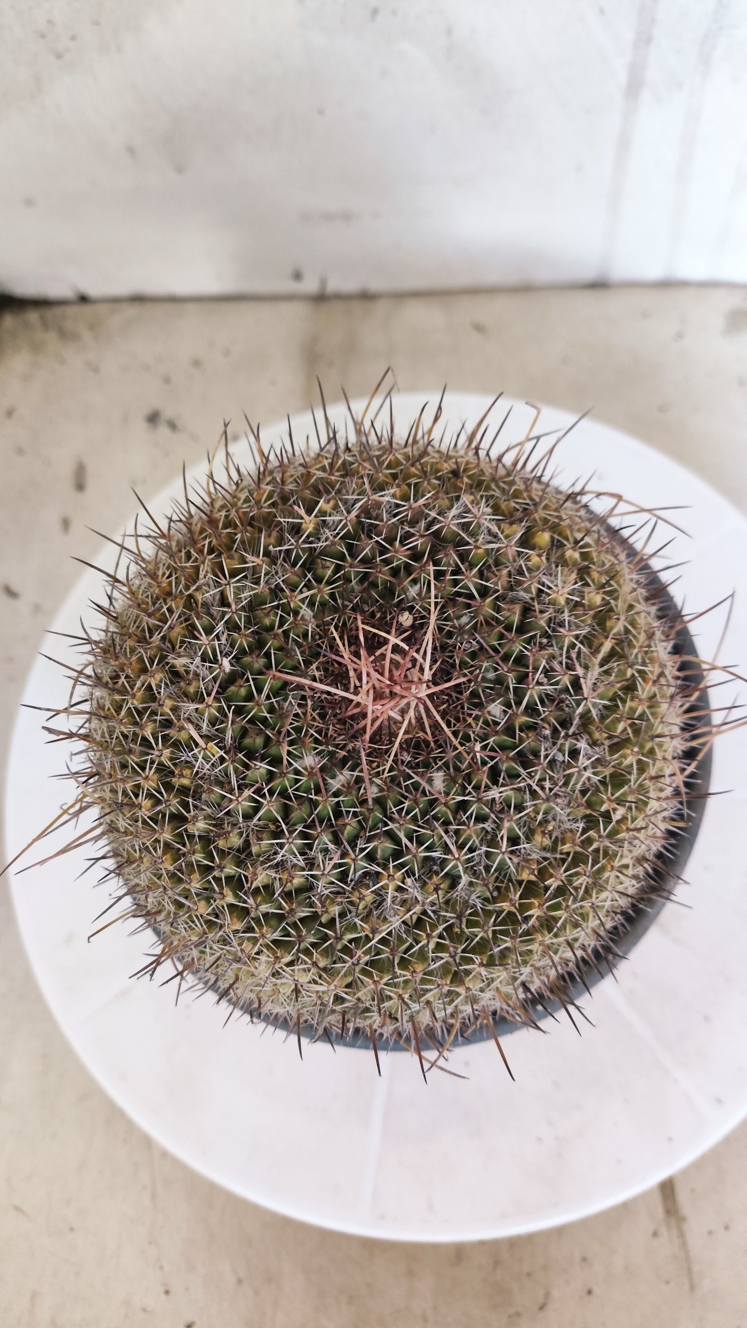 CACTOS Mammillaria Hahniana  Nº 440 – vaso 15