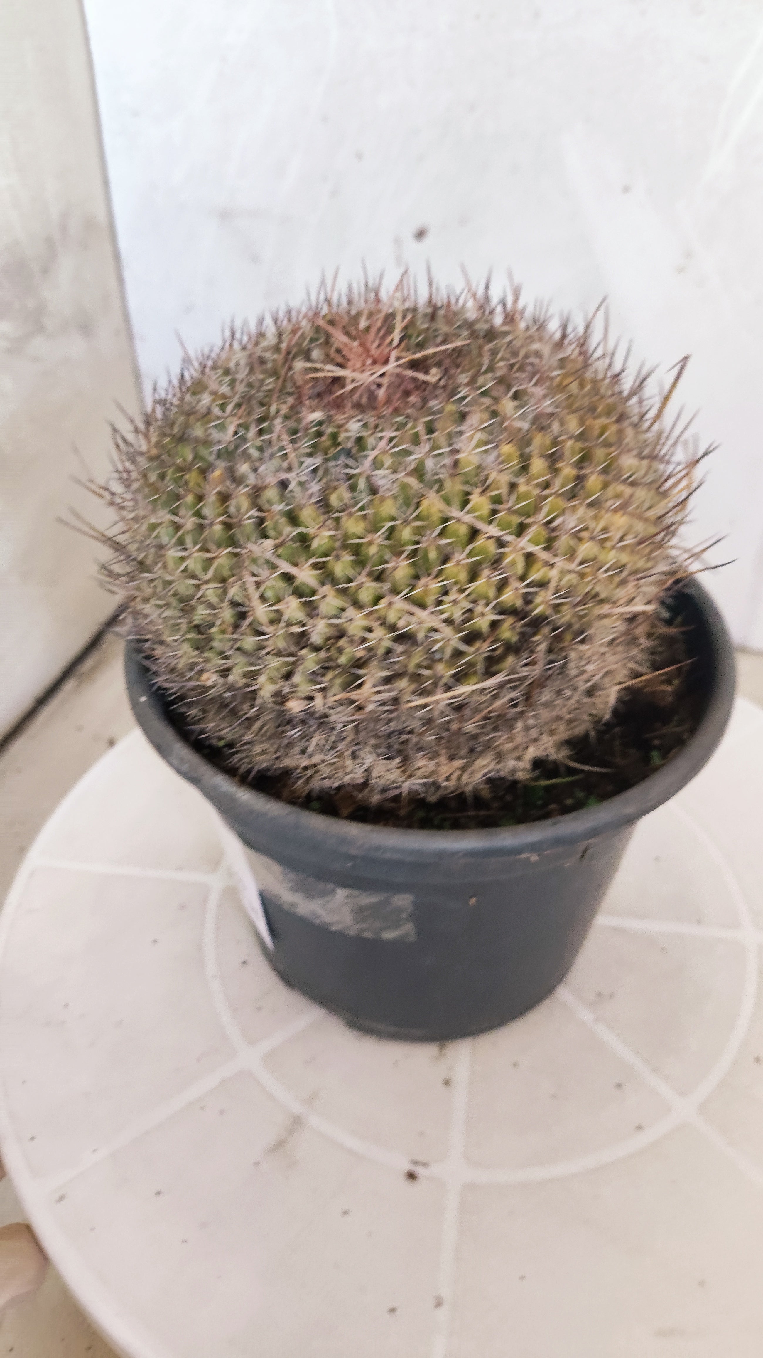 CACTOS Mammillaria Hahniana  Nº 440 – vaso 15
