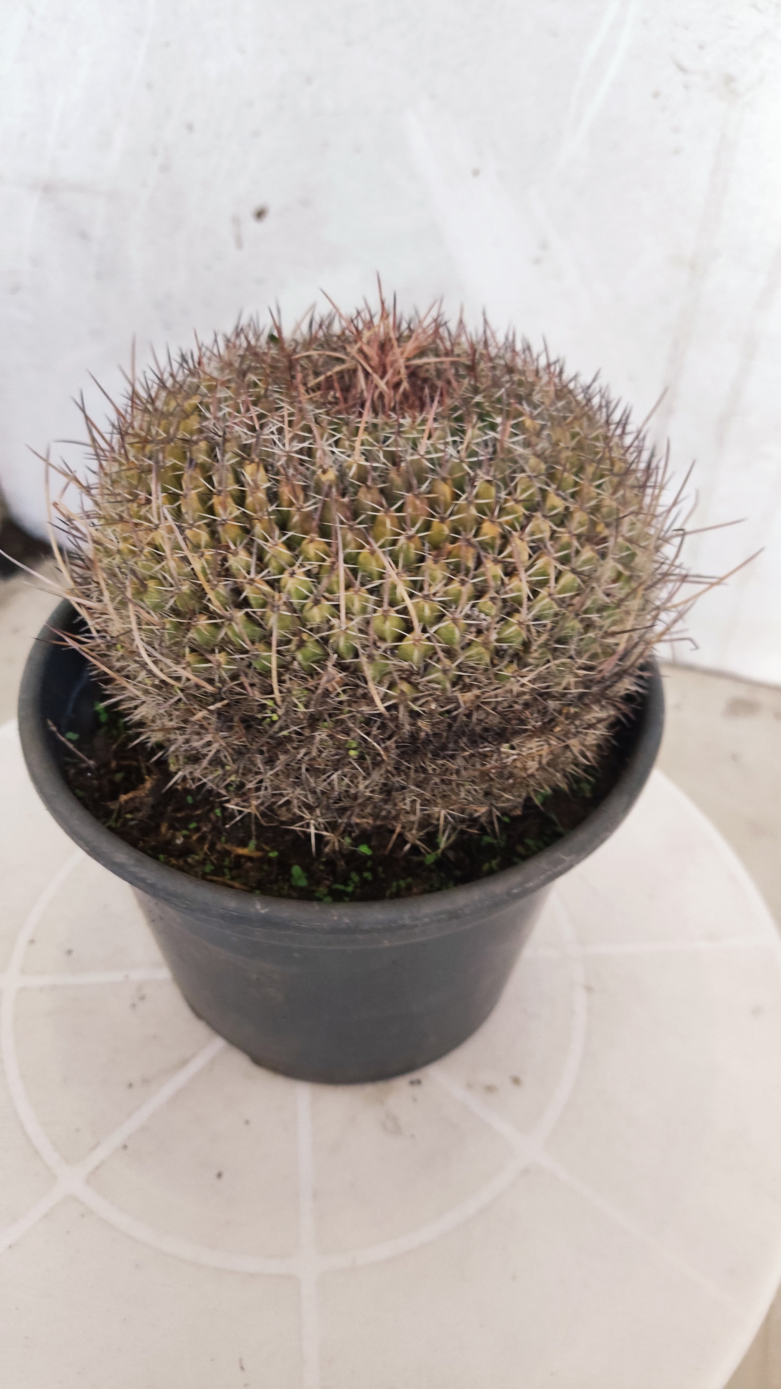 CACTOS Mammillaria Hahniana  Nº 440 – vaso 15