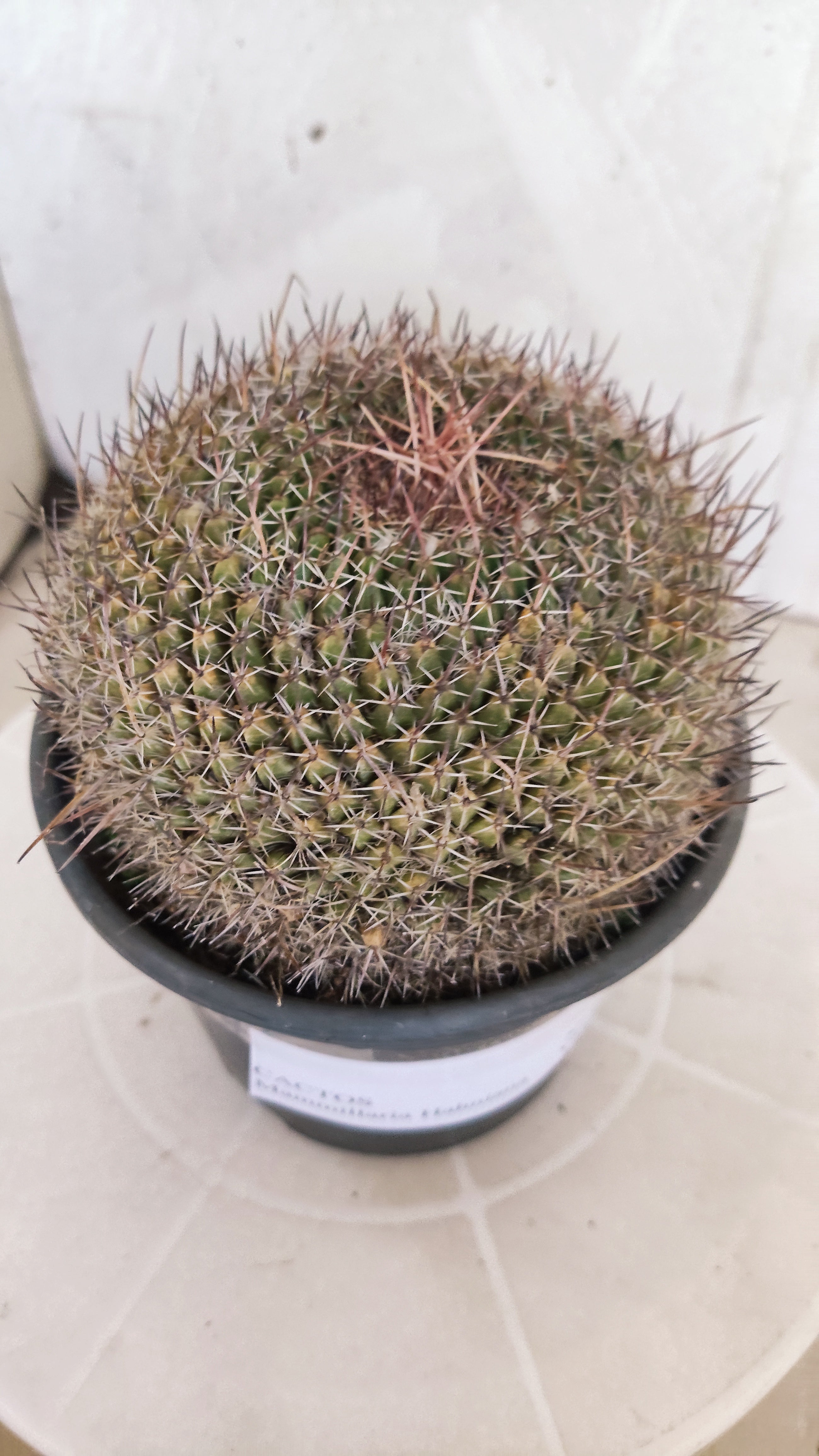 CACTOS Mammillaria Hahniana  Nº 440 – vaso 15