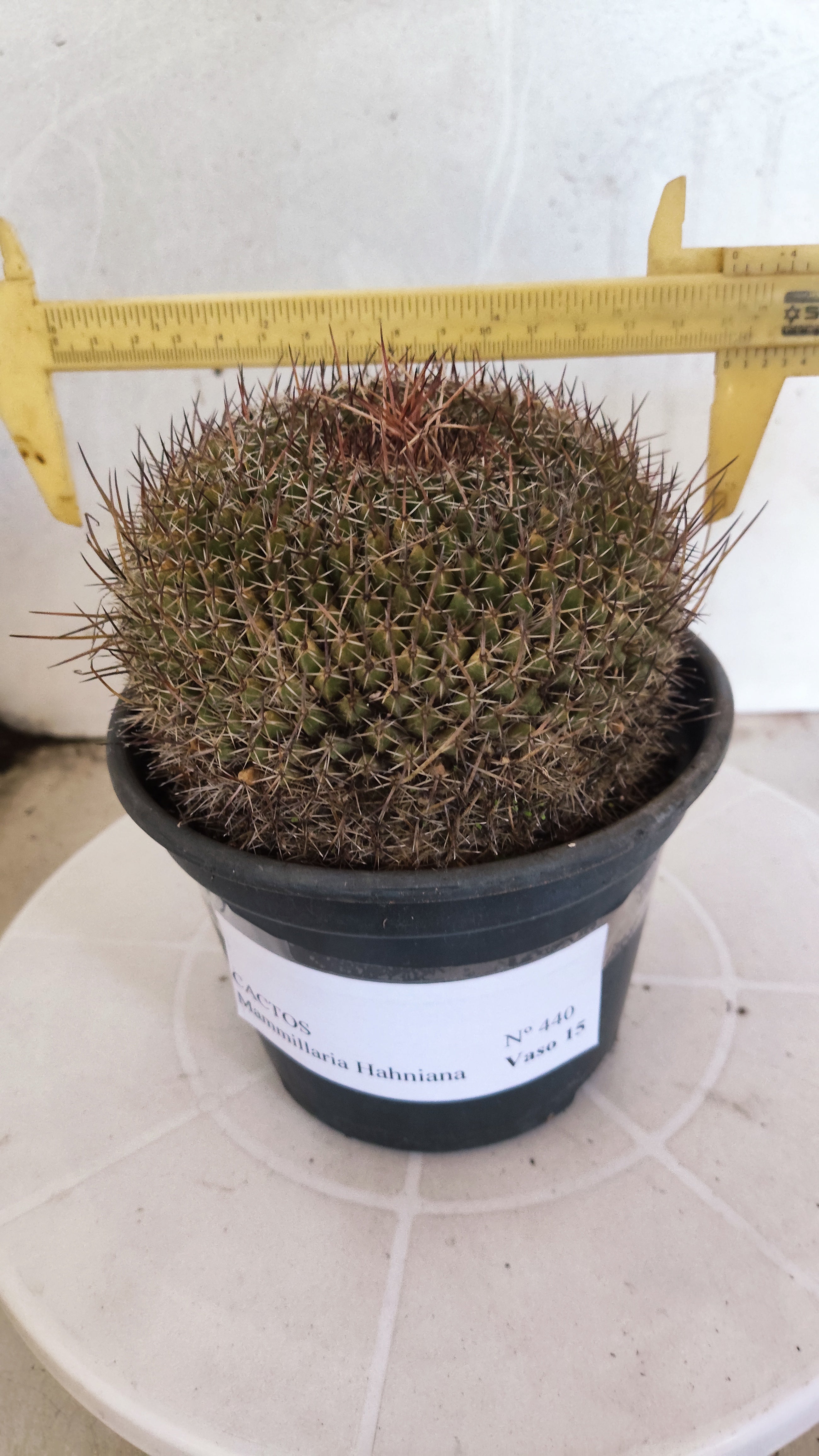 CACTOS Mammillaria Hahniana  Nº 440 – vaso 15
