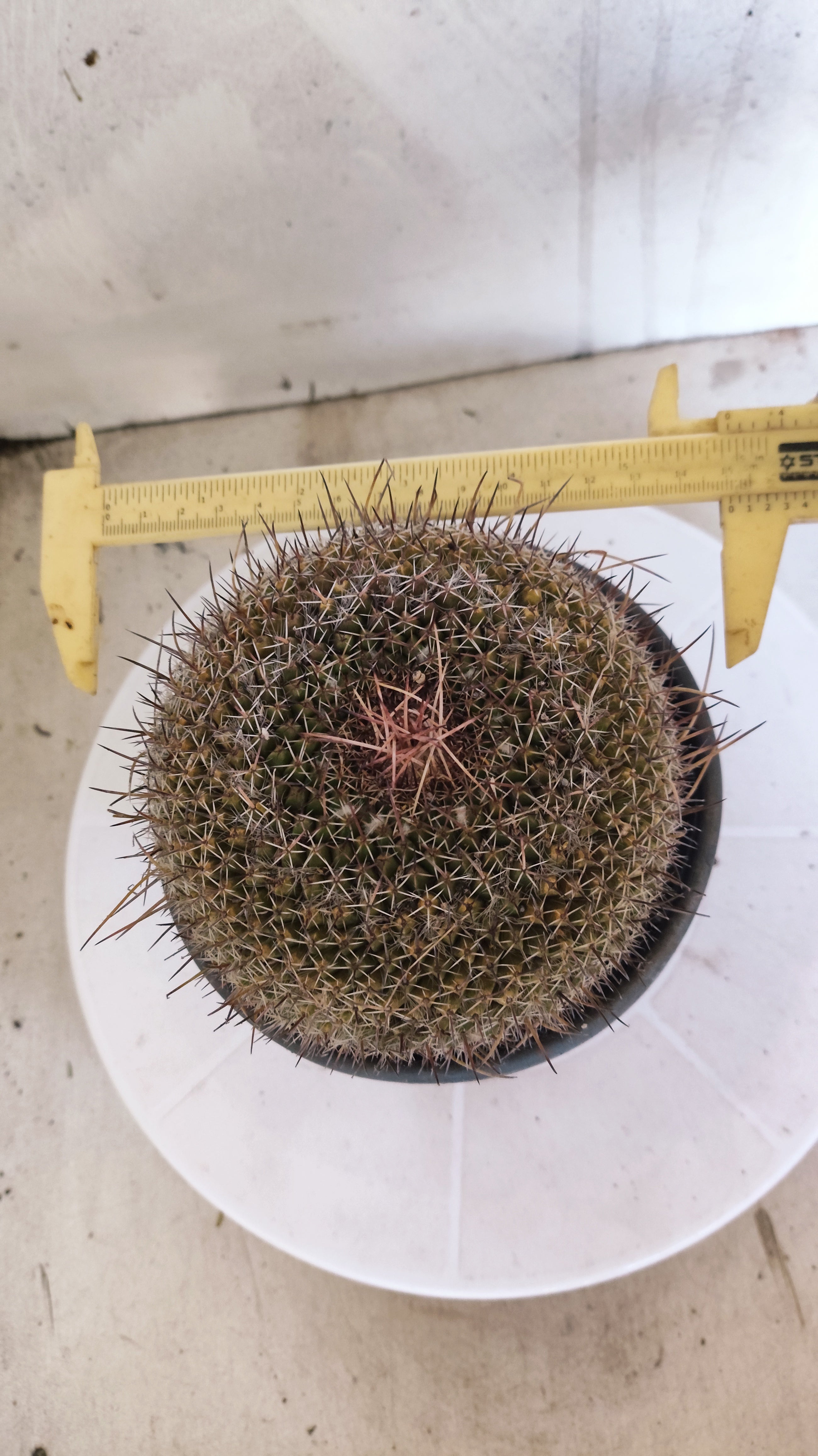 CACTOS Mammillaria Hahniana  Nº 440 – vaso 15