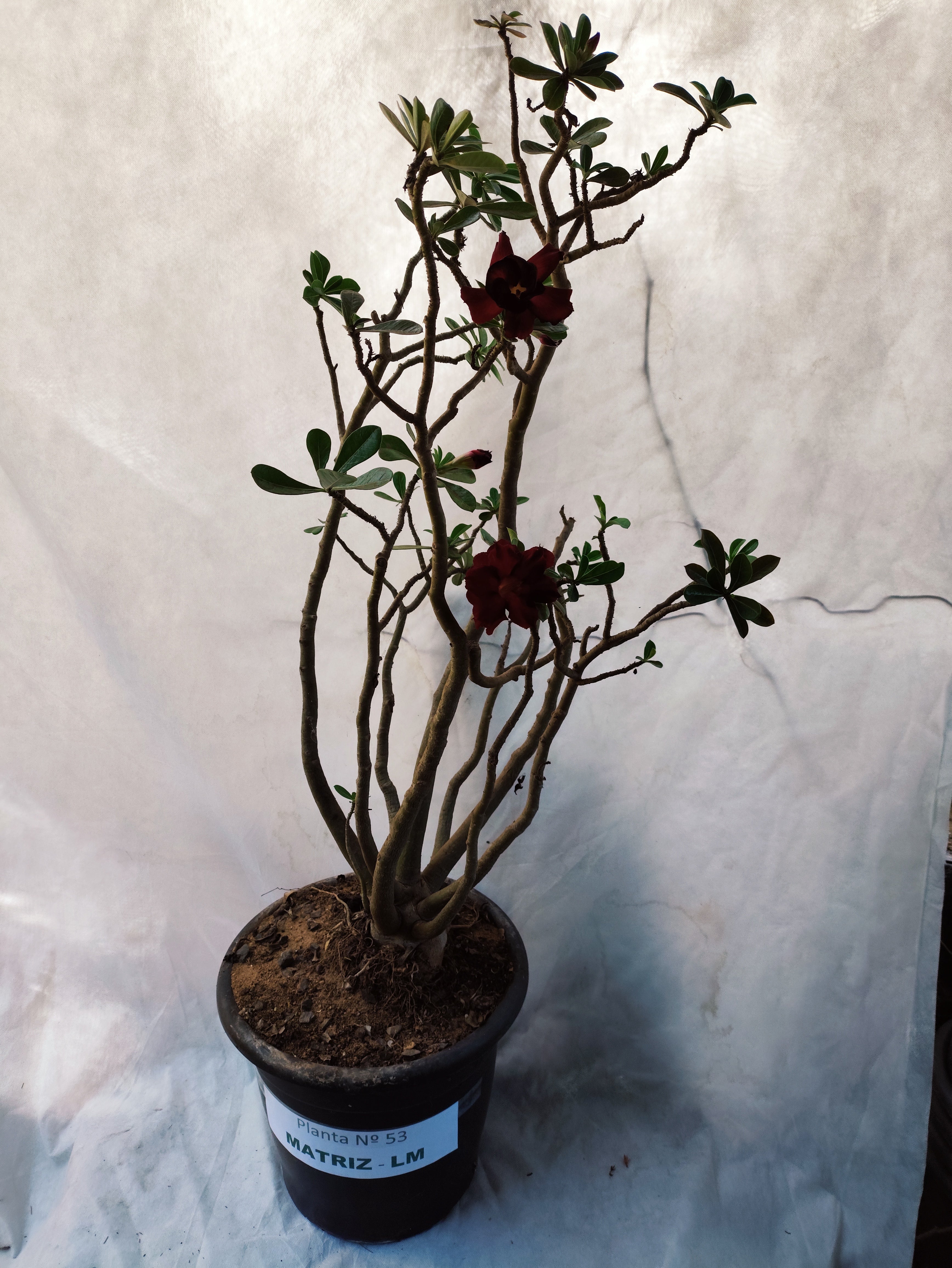 Planta MATRIZ DOBRADA Nº 53 – 90cm – 10 anos