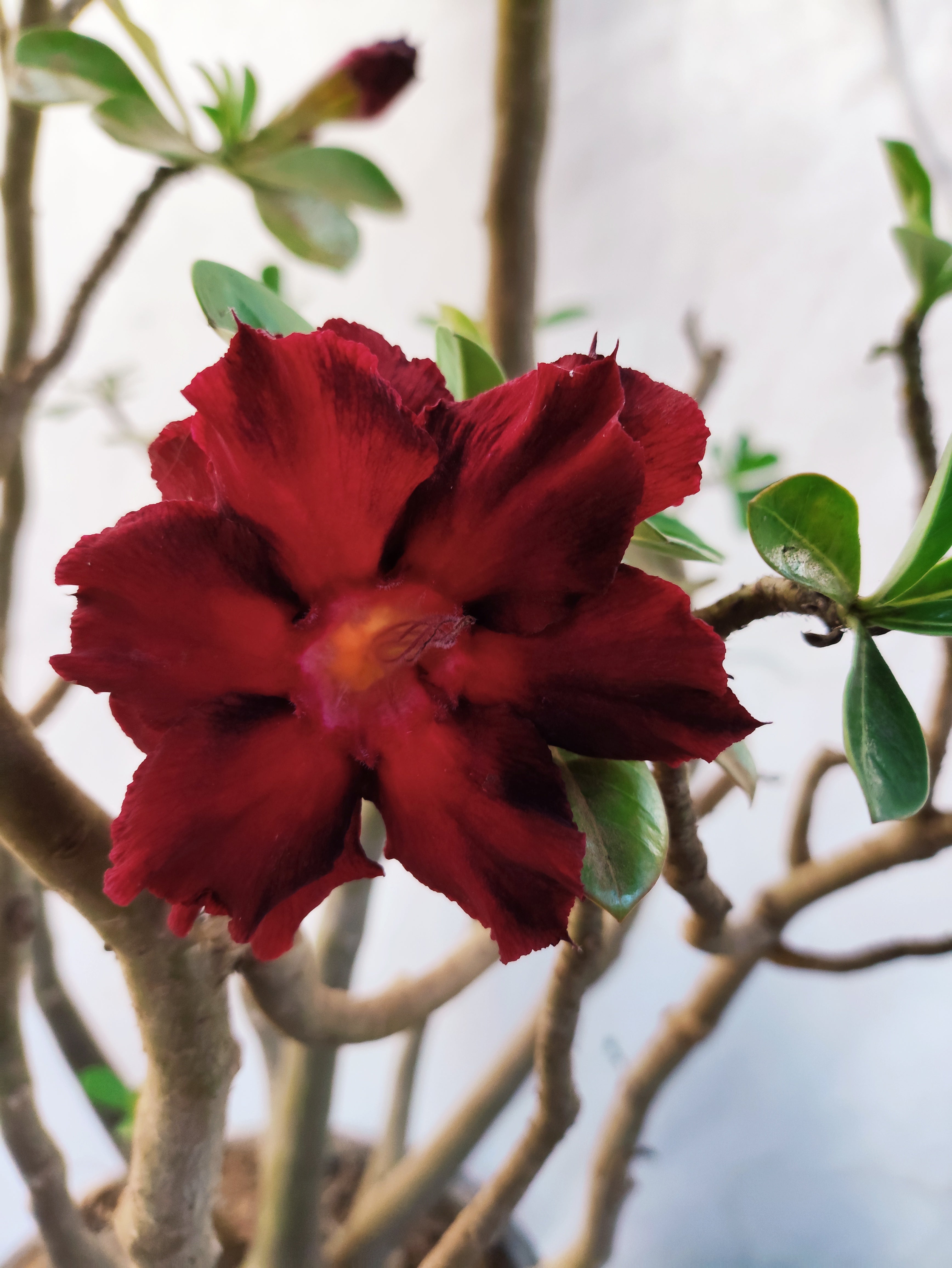 Planta MATRIZ DOBRADA Nº 53 – 90cm – 10 anos