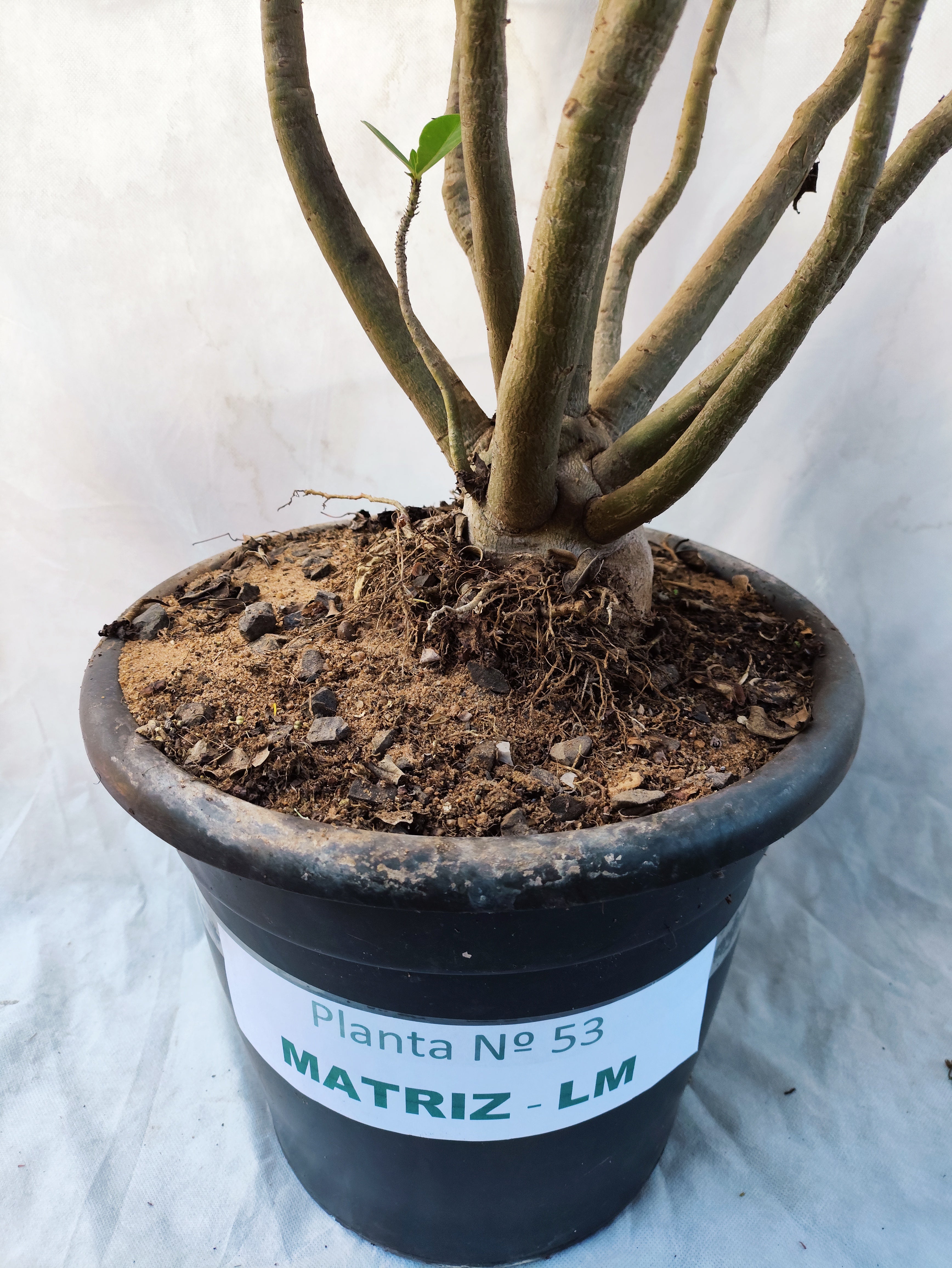 Planta MATRIZ DOBRADA Nº 53 – 90cm – 10 anos