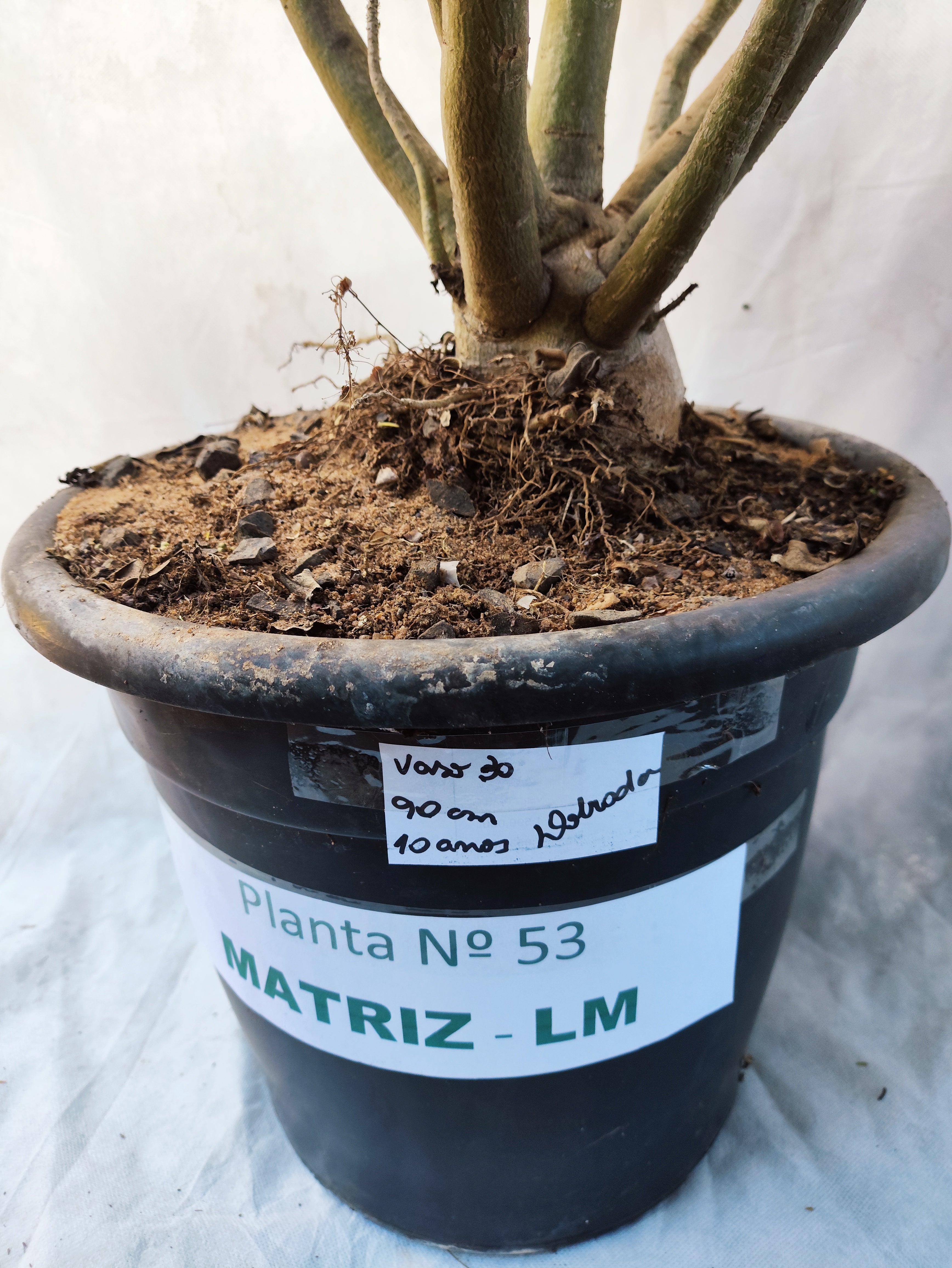 Planta MATRIZ DOBRADA Nº 53 – 90cm – 10 anos