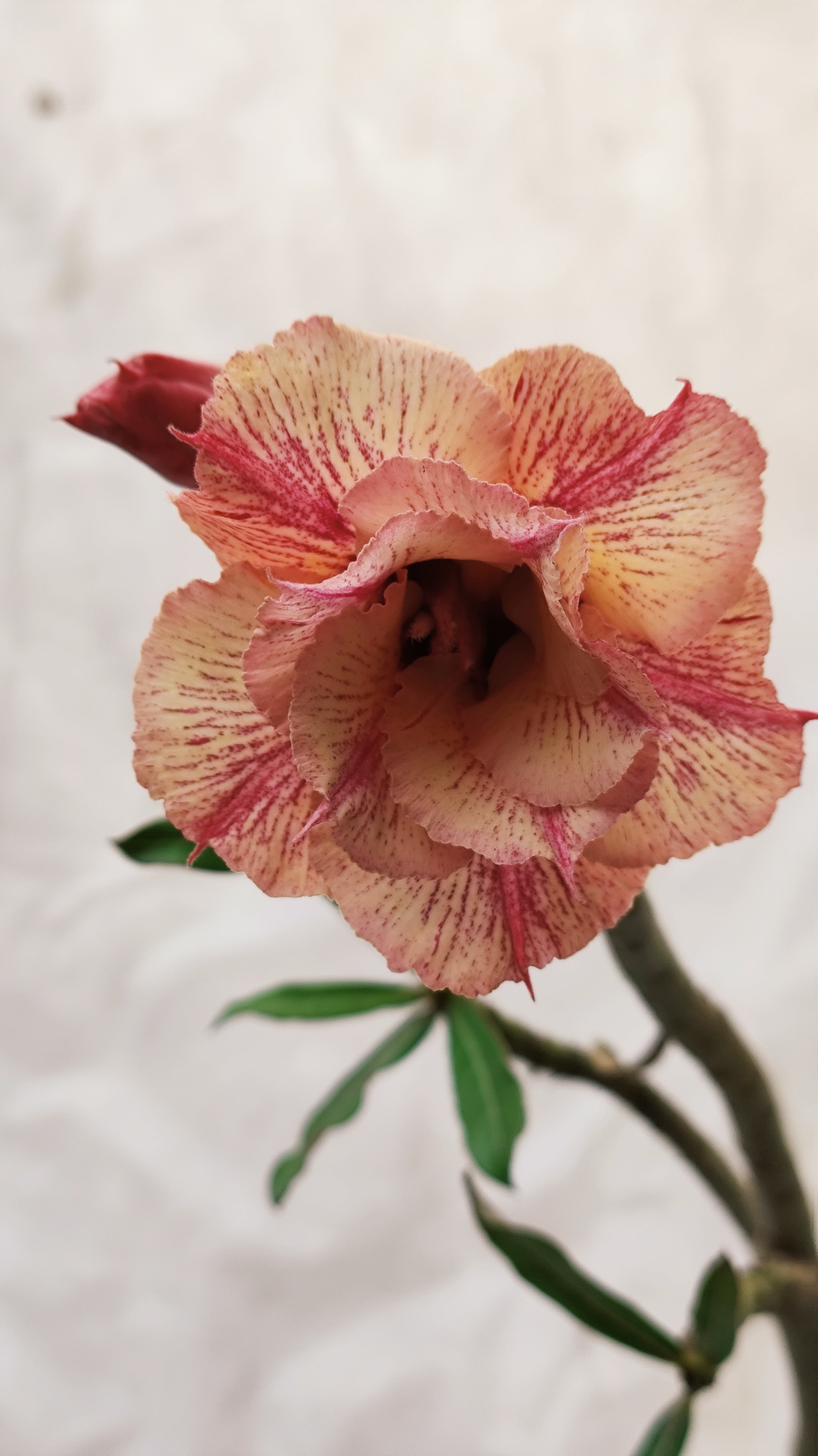 MATRIZ Planta Dobrada 200 – 60cm – 04 anos - Vaso 20