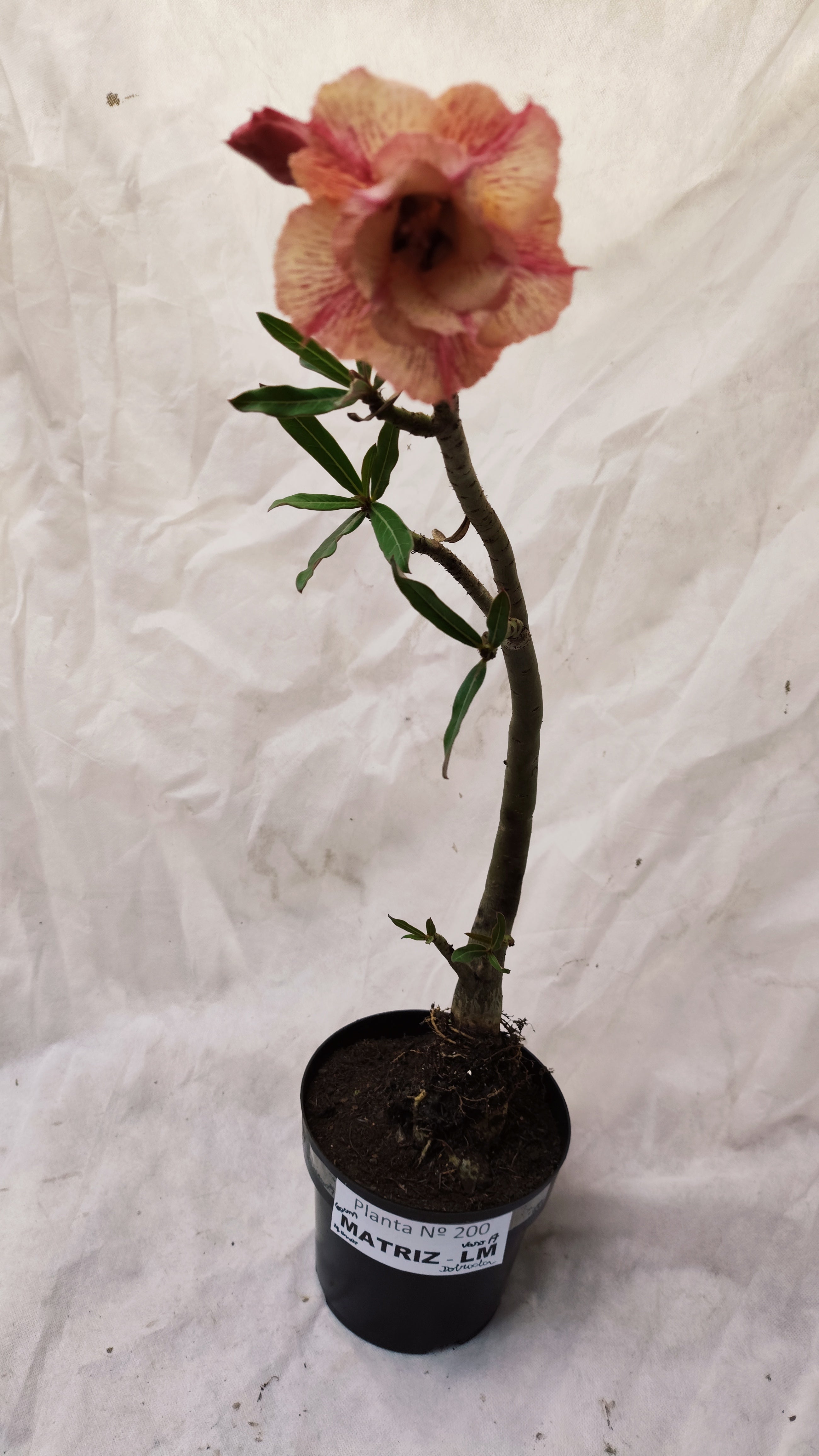MATRIZ Planta Dobrada 200 – 60cm – 04 anos - Vaso 20