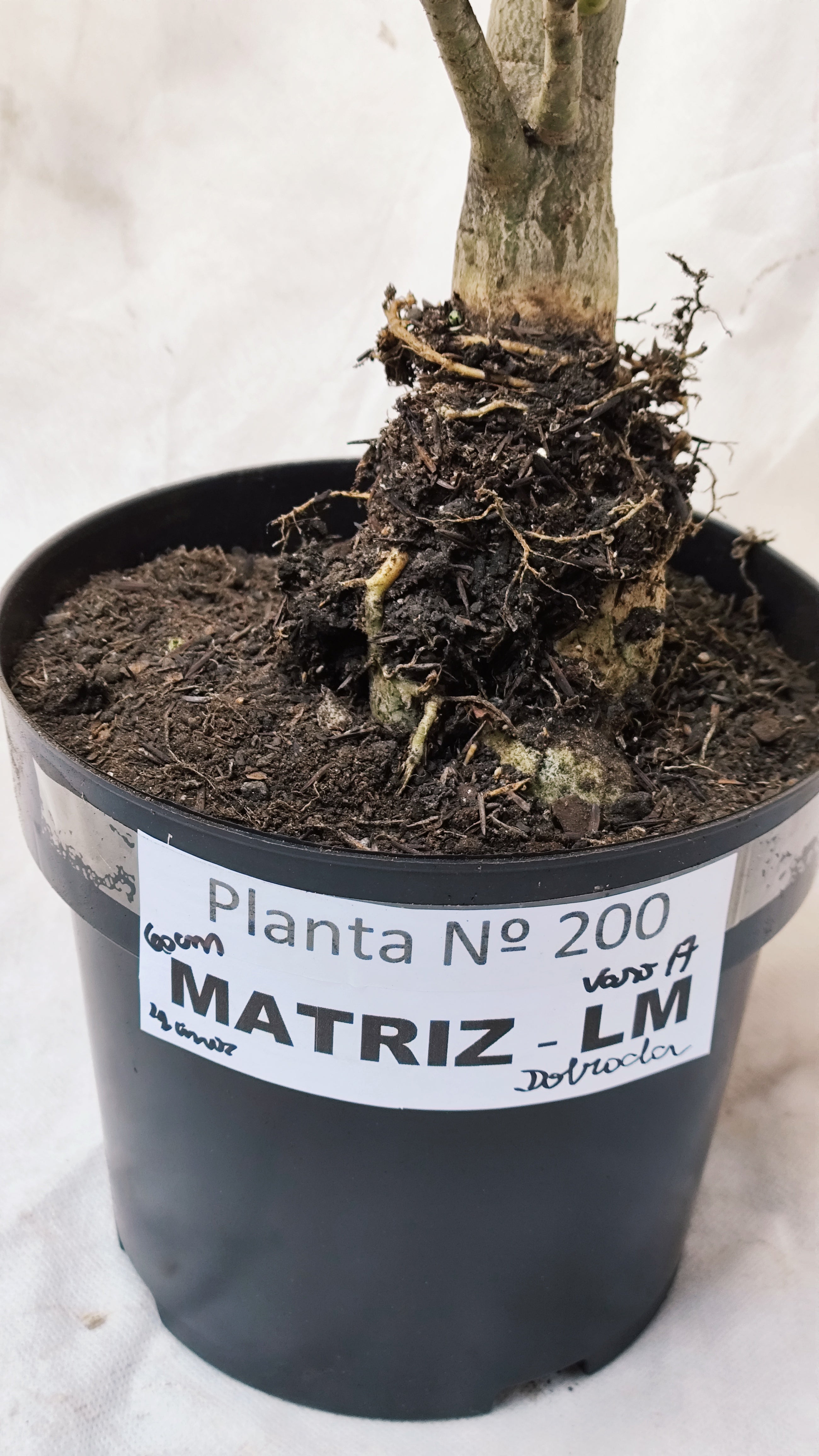 MATRIZ Planta Dobrada 200 – 60cm – 04 anos - Vaso 20