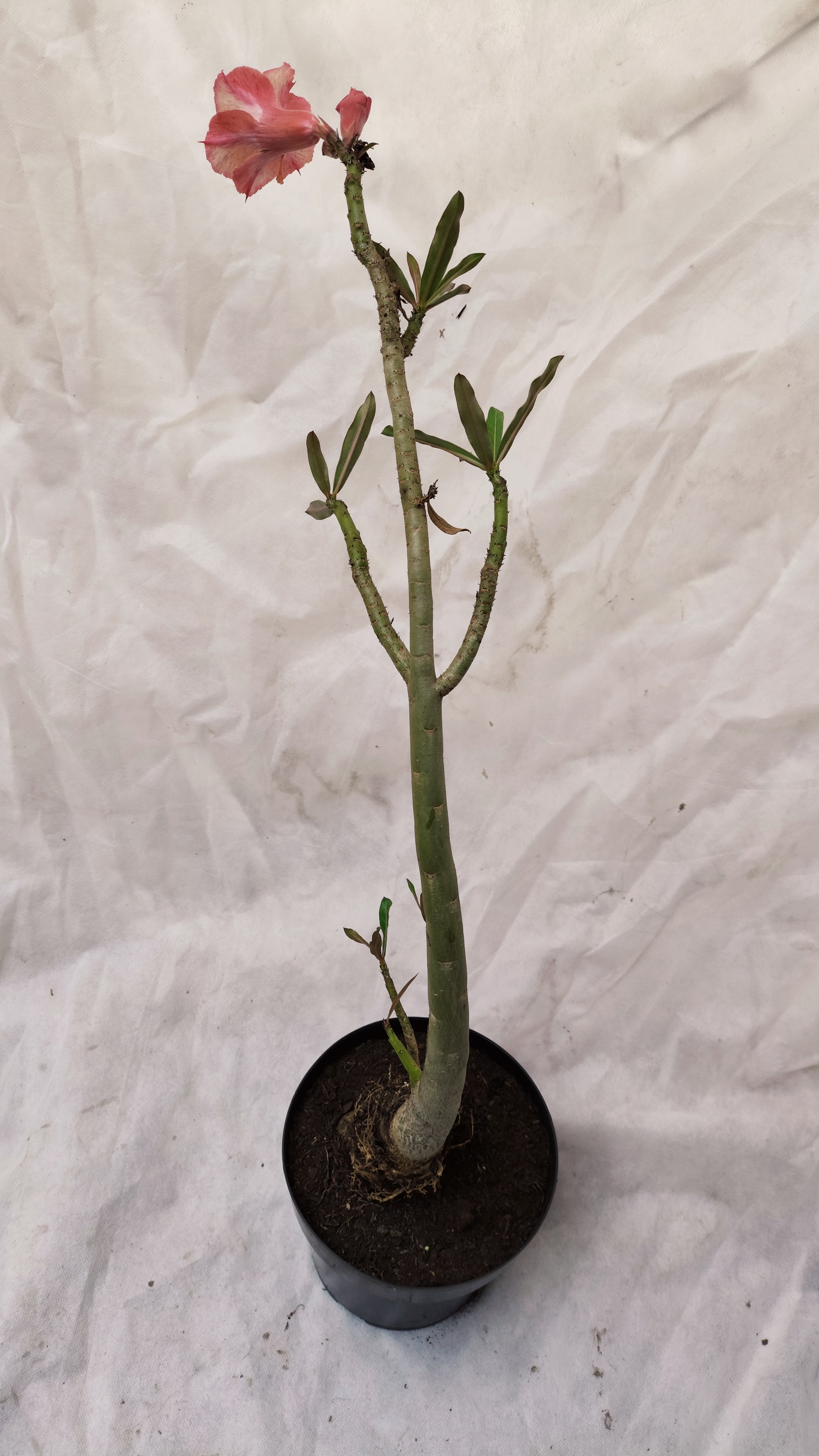 MATRIZ Planta Dobrada 200 – 60cm – 04 anos - Vaso 20