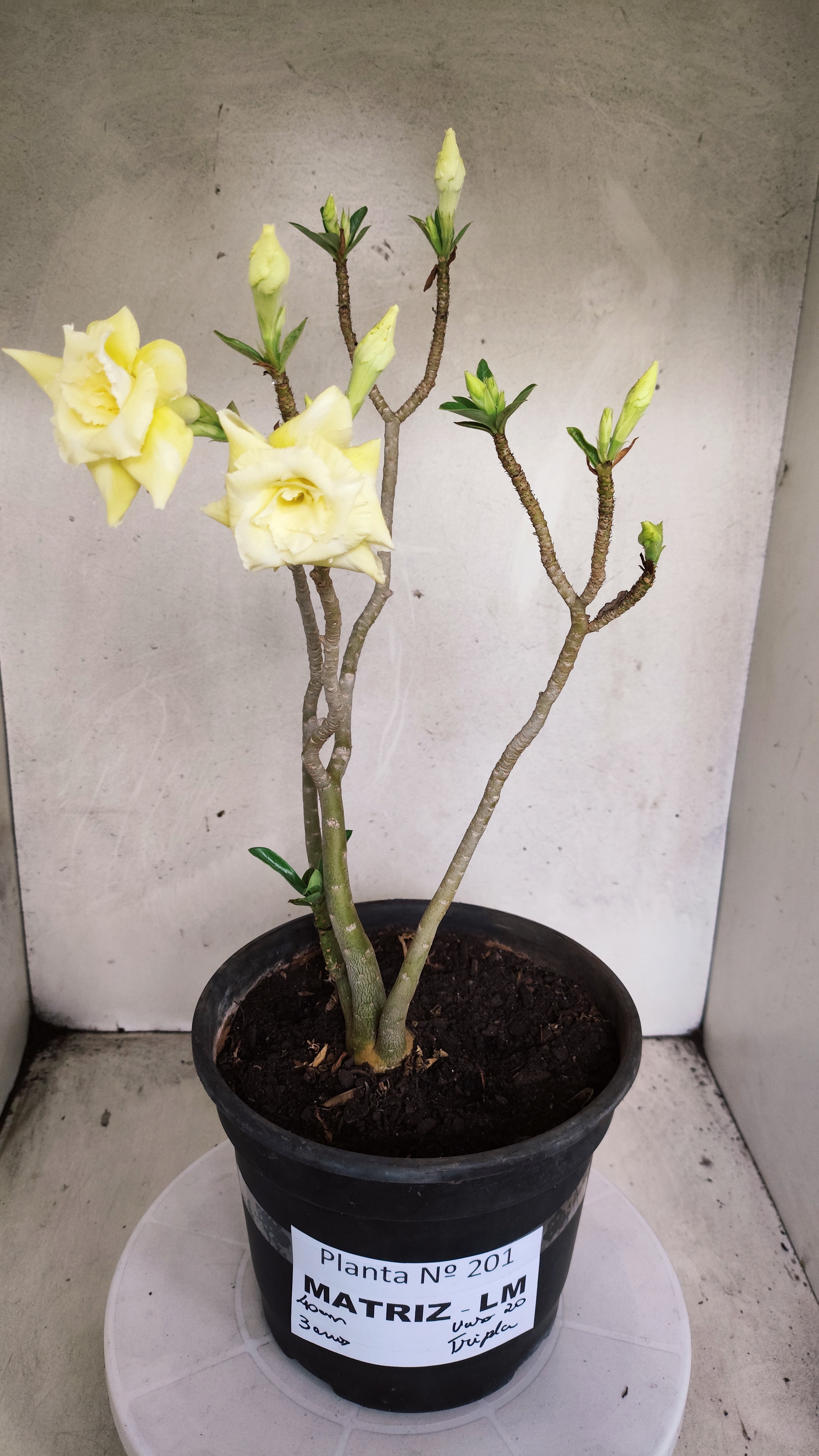 MATRIZ Planta Dobrada 201 – 40cm – 04 anos - Vaso 20