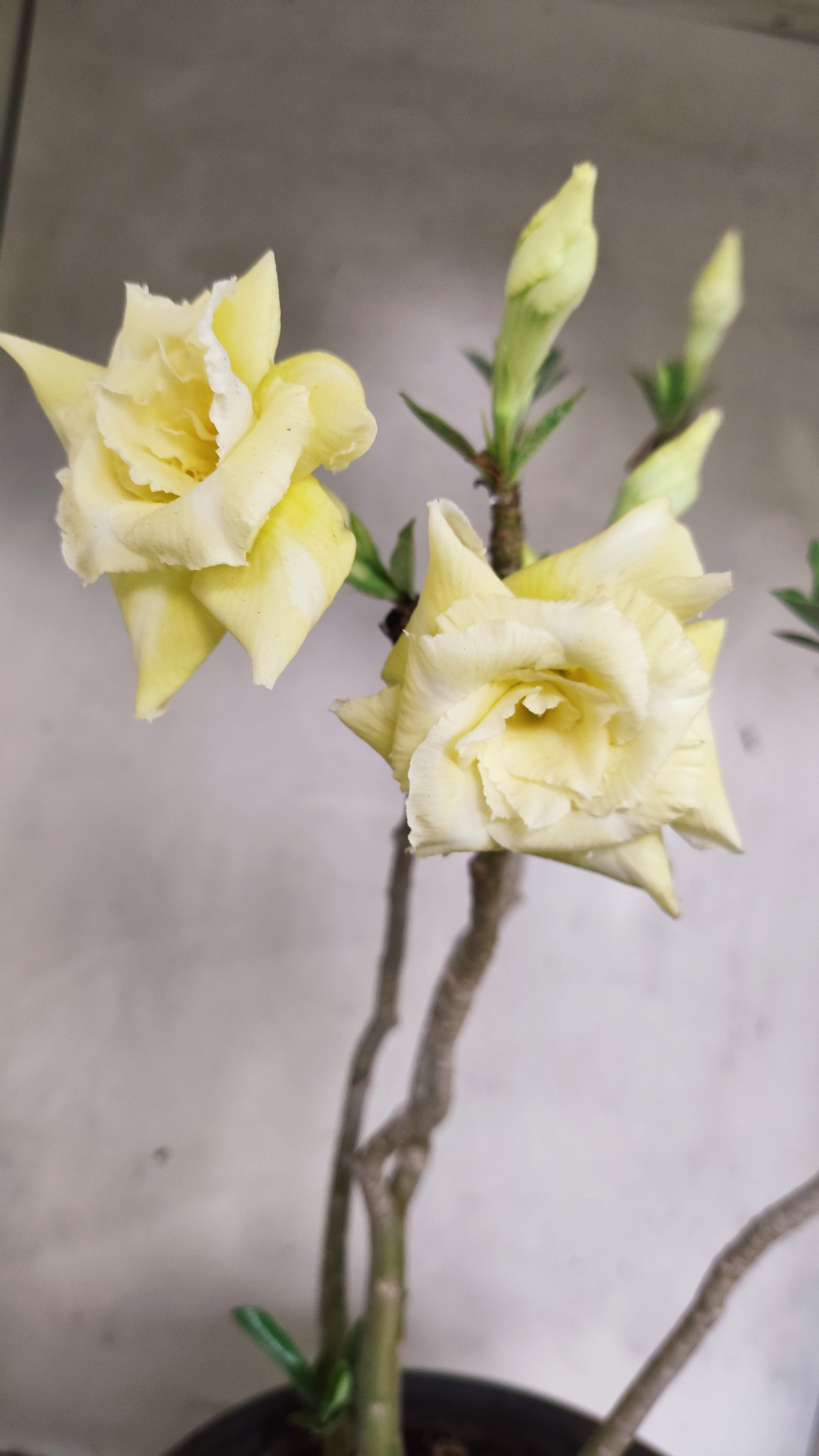 MATRIZ Planta Dobrada 201 – 40cm – 04 anos - Vaso 20