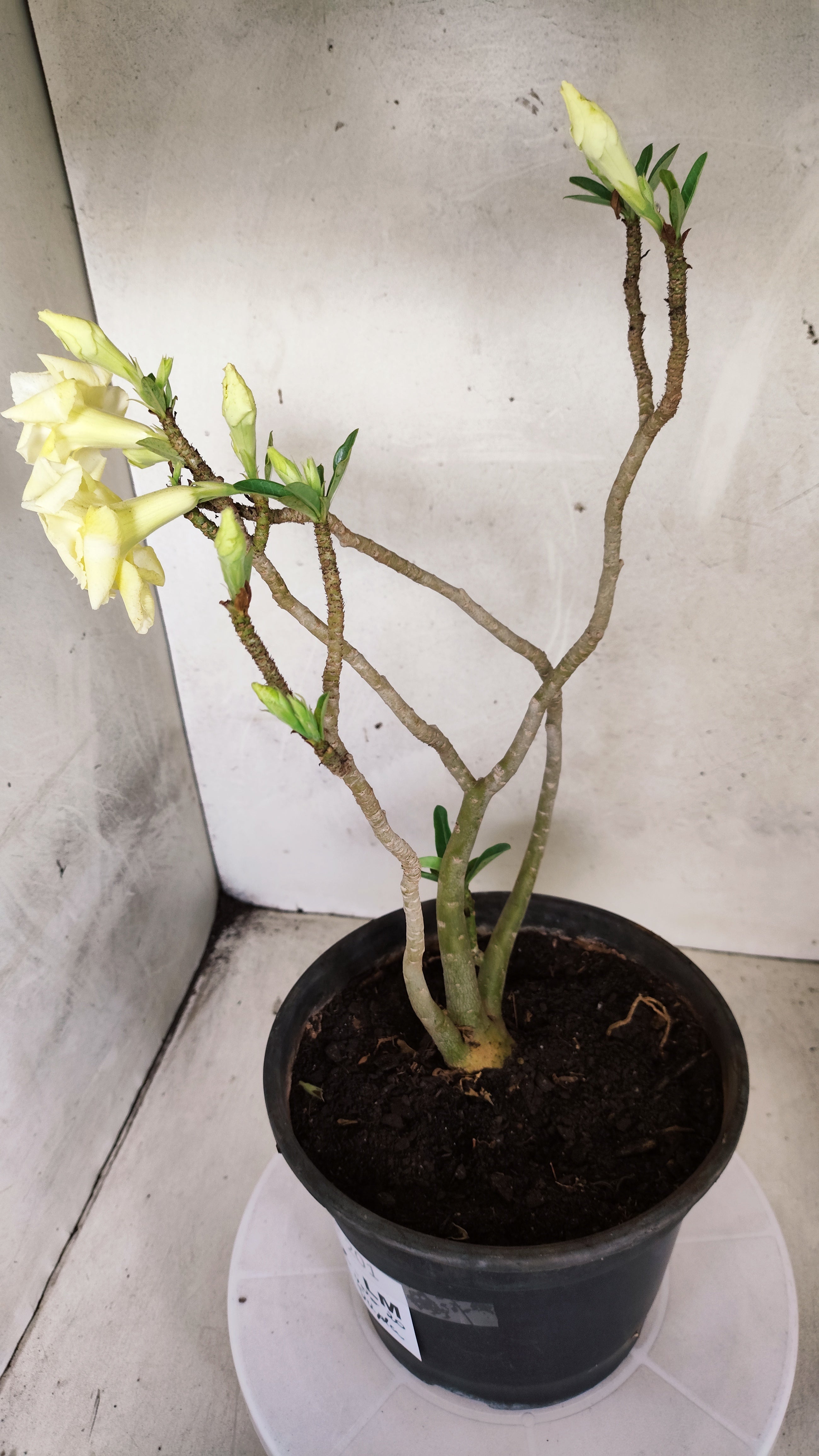 MATRIZ Planta Dobrada 201 – 40cm – 04 anos - Vaso 20