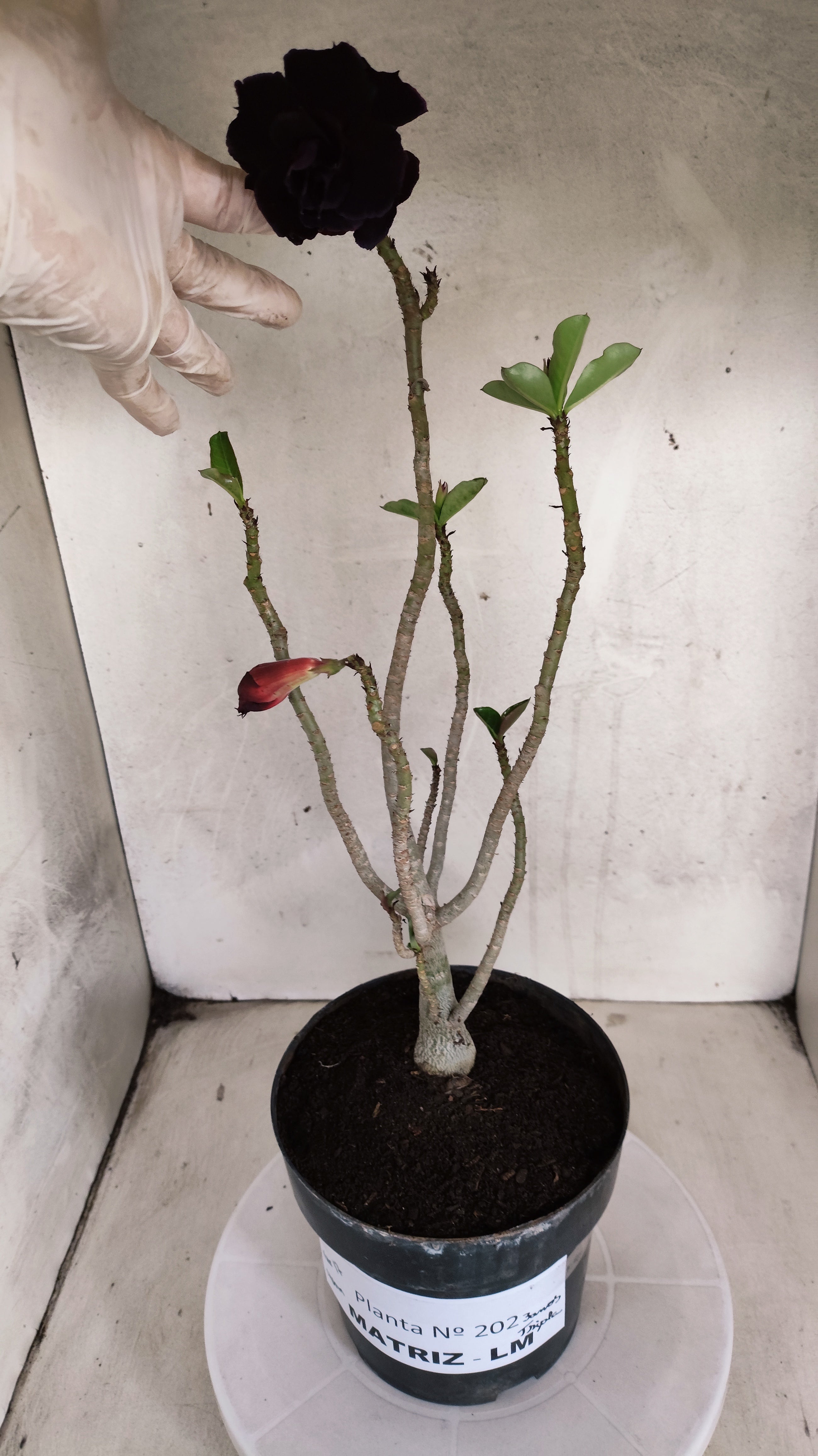 MATRIZ Planta Dobrada 202 – 40cm – 03 anos - Vaso 17