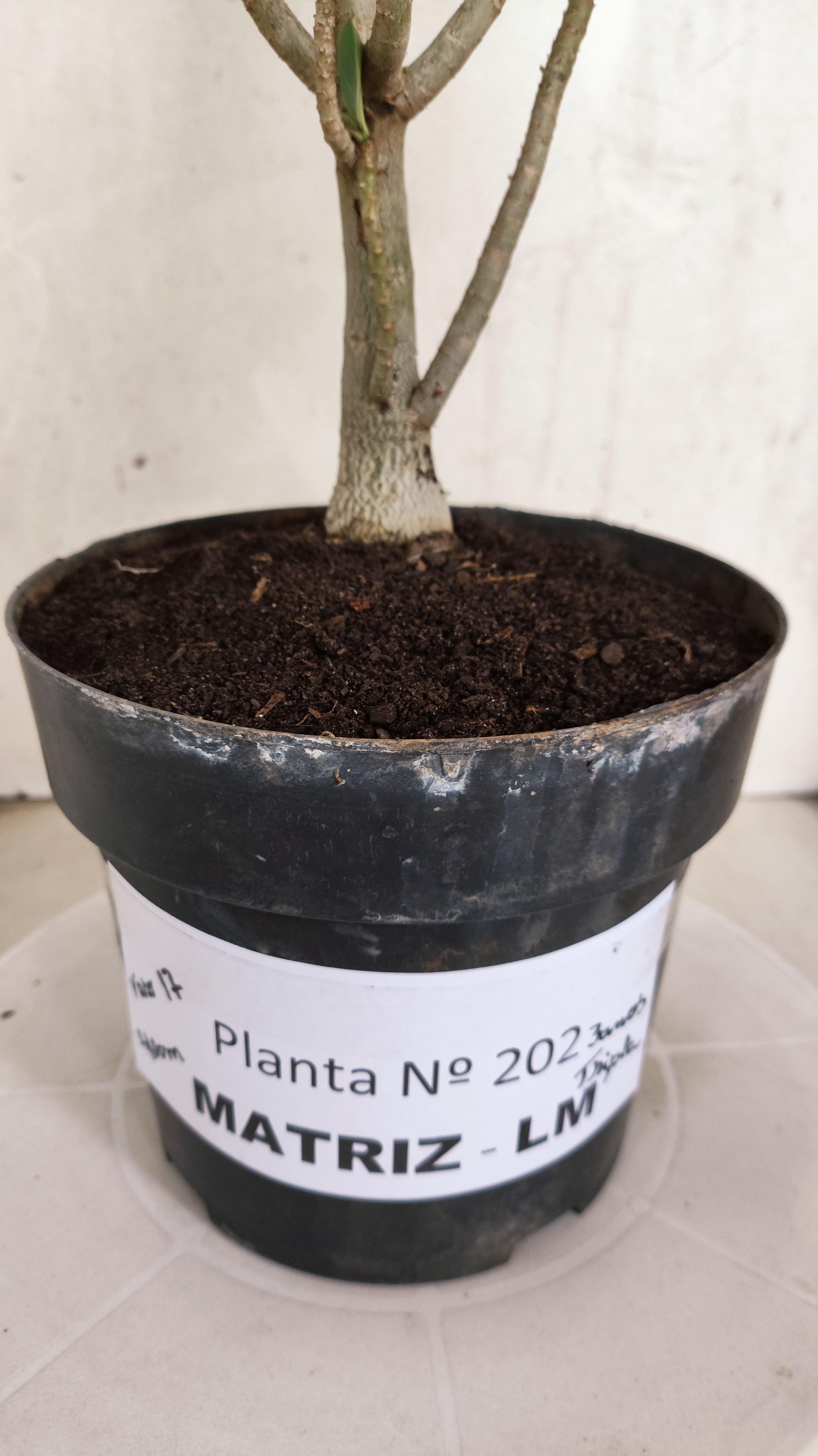 MATRIZ Planta Dobrada 202 – 40cm – 03 anos - Vaso 17