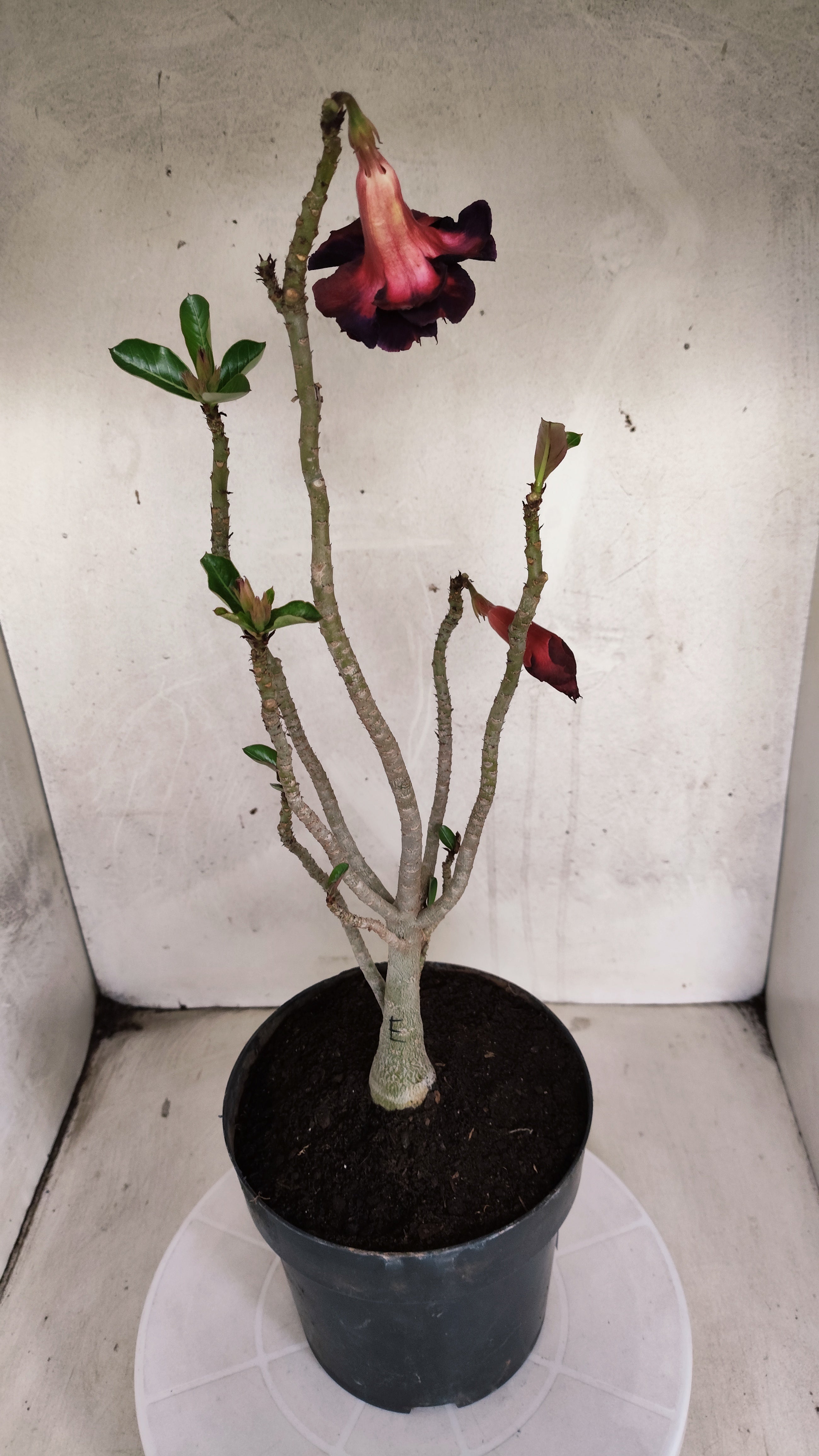 MATRIZ Planta Dobrada 202 – 40cm – 03 anos - Vaso 17