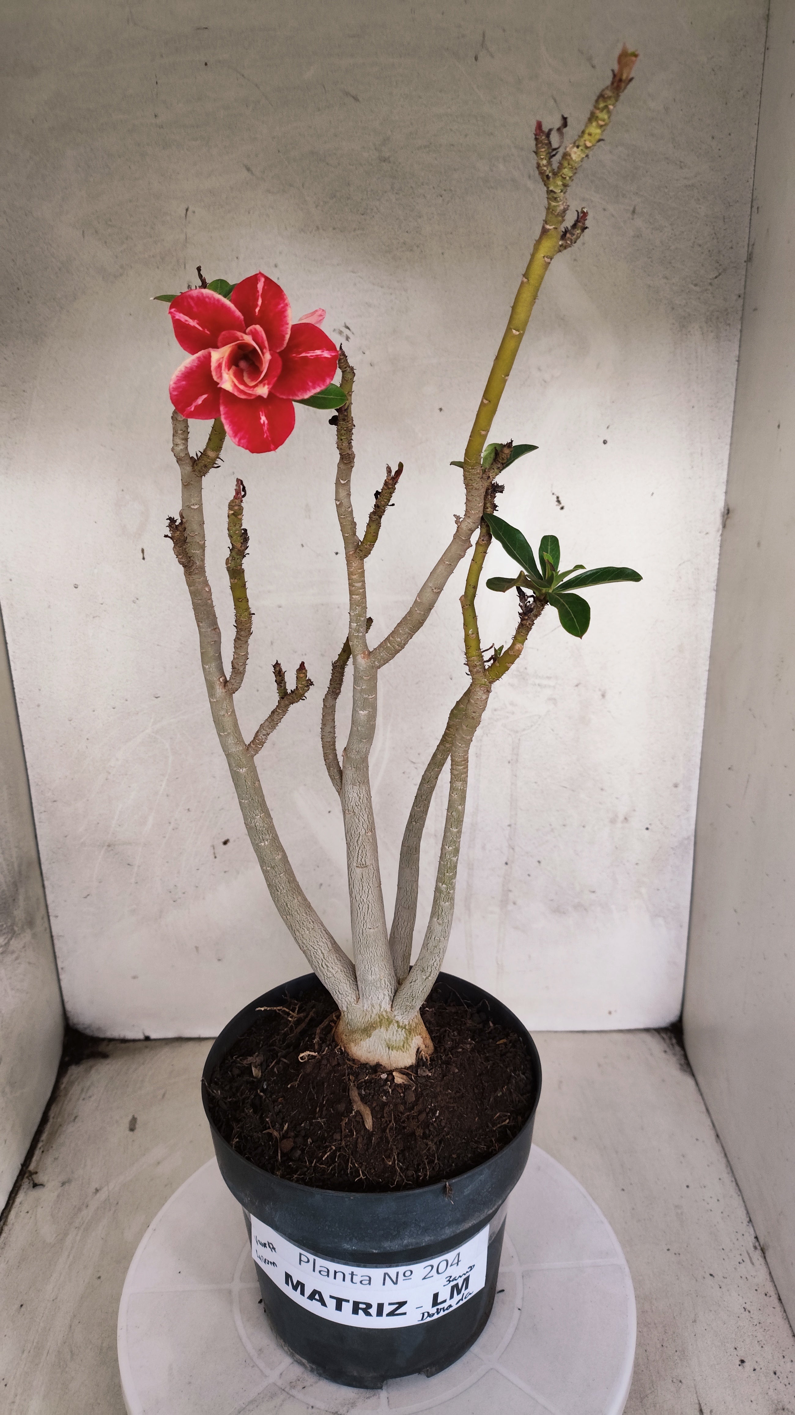 MATRIZ Planta Dobrada 204 – 40cm – 03 anos - Vaso 17