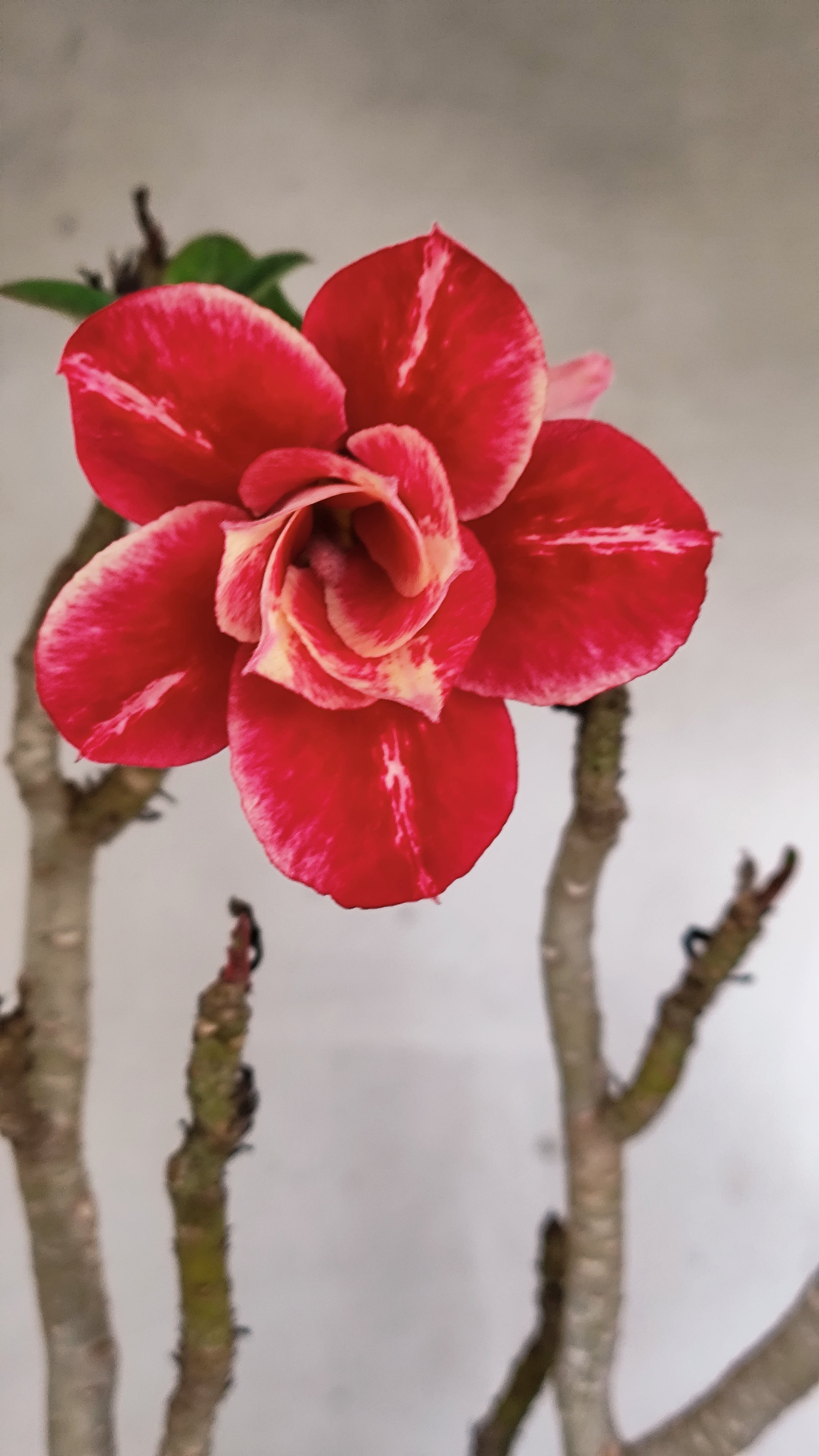 MATRIZ Planta Dobrada 204 – 40cm – 03 anos - Vaso 17