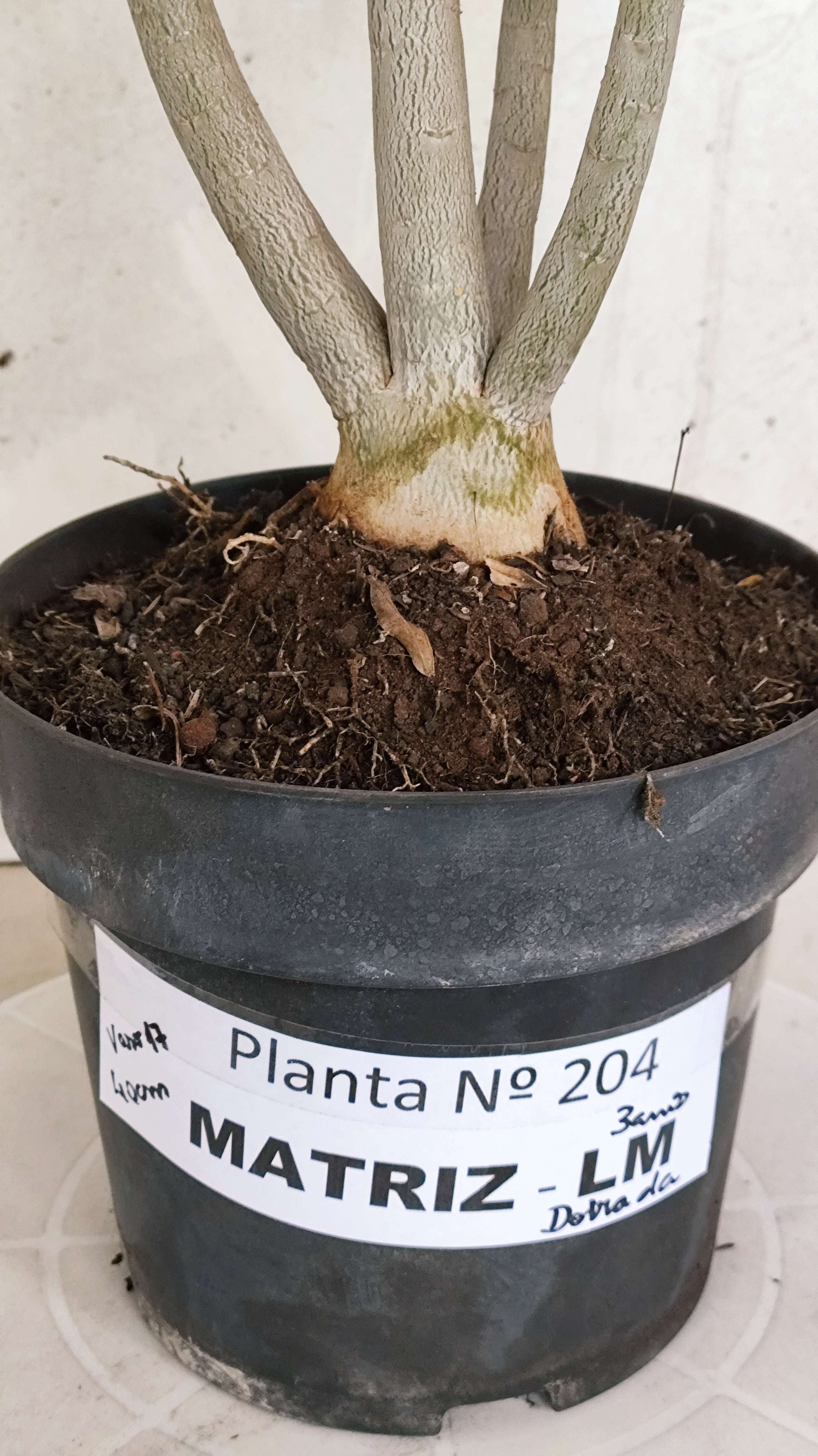 MATRIZ Planta Dobrada 204 – 40cm – 03 anos - Vaso 17